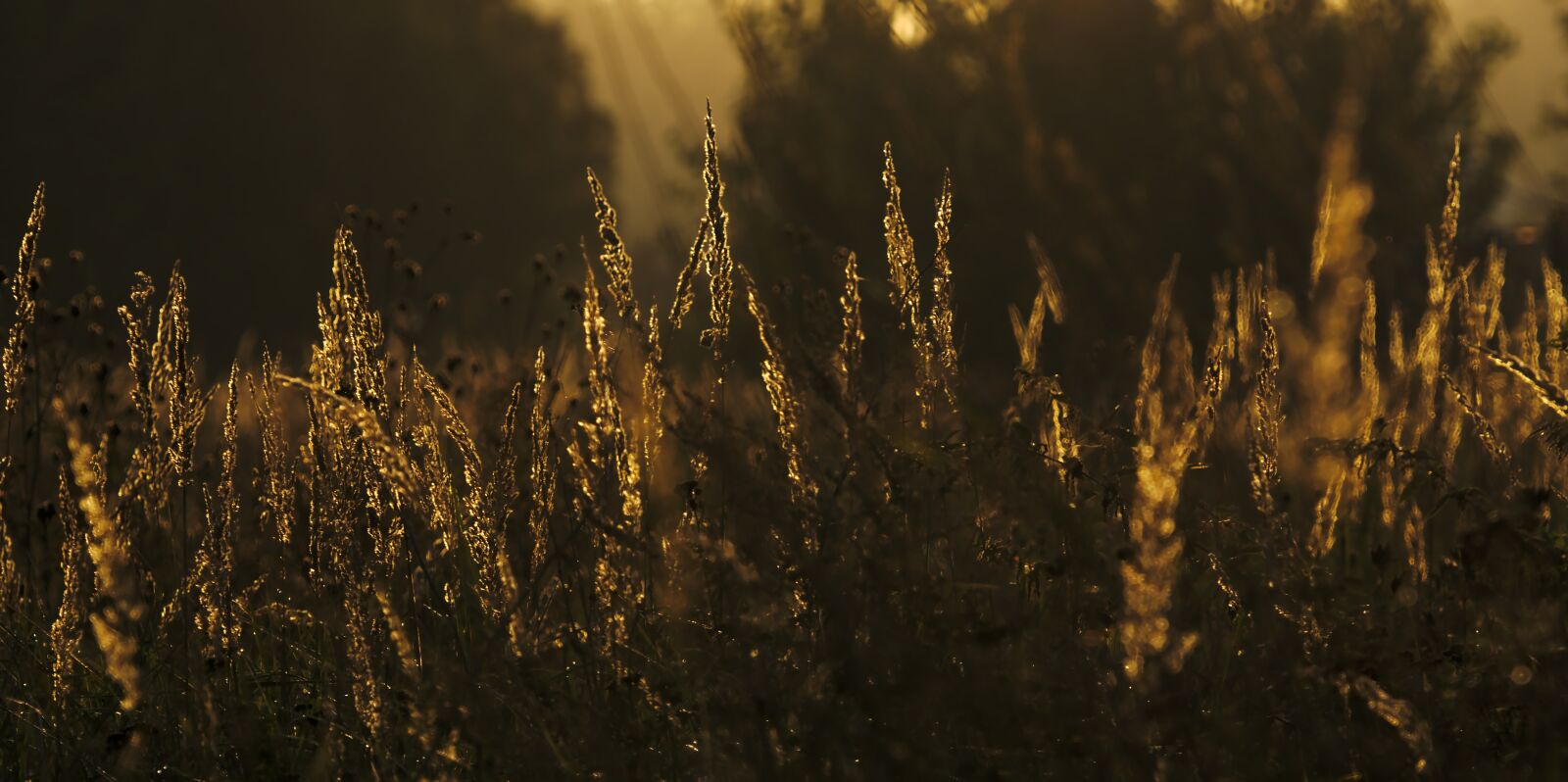 Sony FE 70-300mm F4.5-5.6 G OSS sample photo. Wild flower meadow, sunlight photography