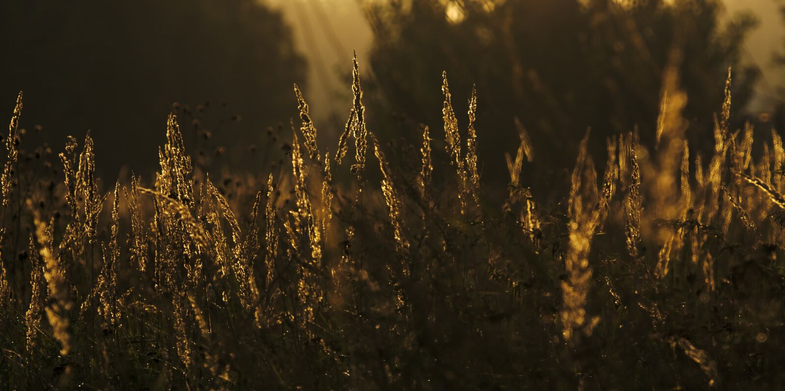 Sony a6000 + Sony FE 70-300mm F4.5-5.6 G OSS sample photo. Wild flower meadow, sunlight photography