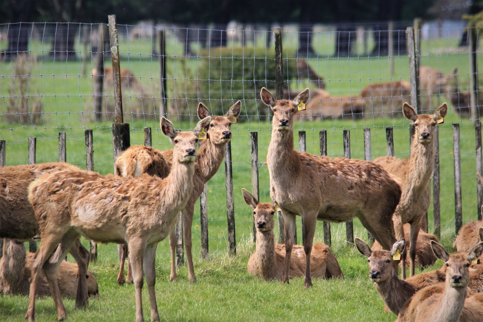 Canon EOS 60D sample photo. Deer, farm, livestock photography