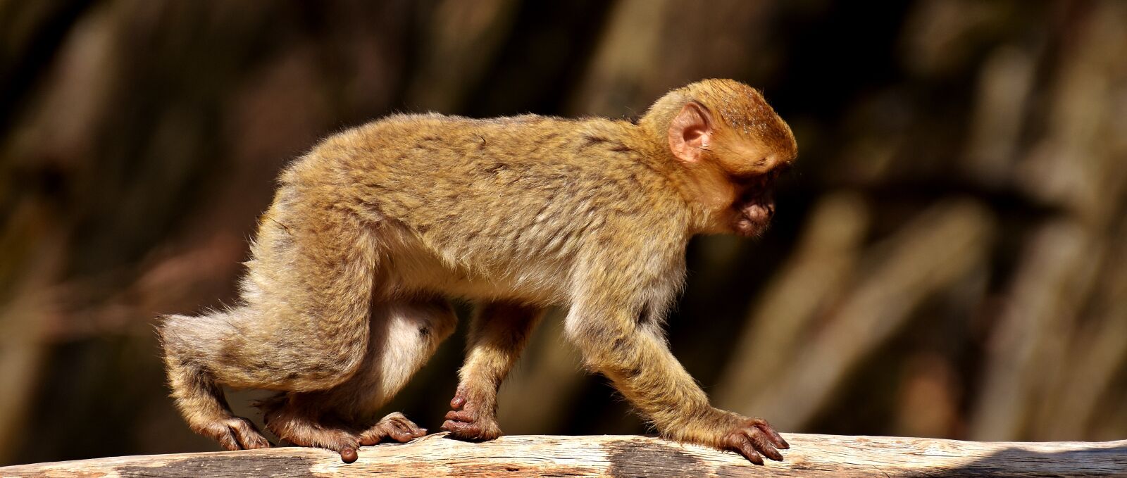 Nikon D7200 sample photo. Barbary ape, endangered species photography