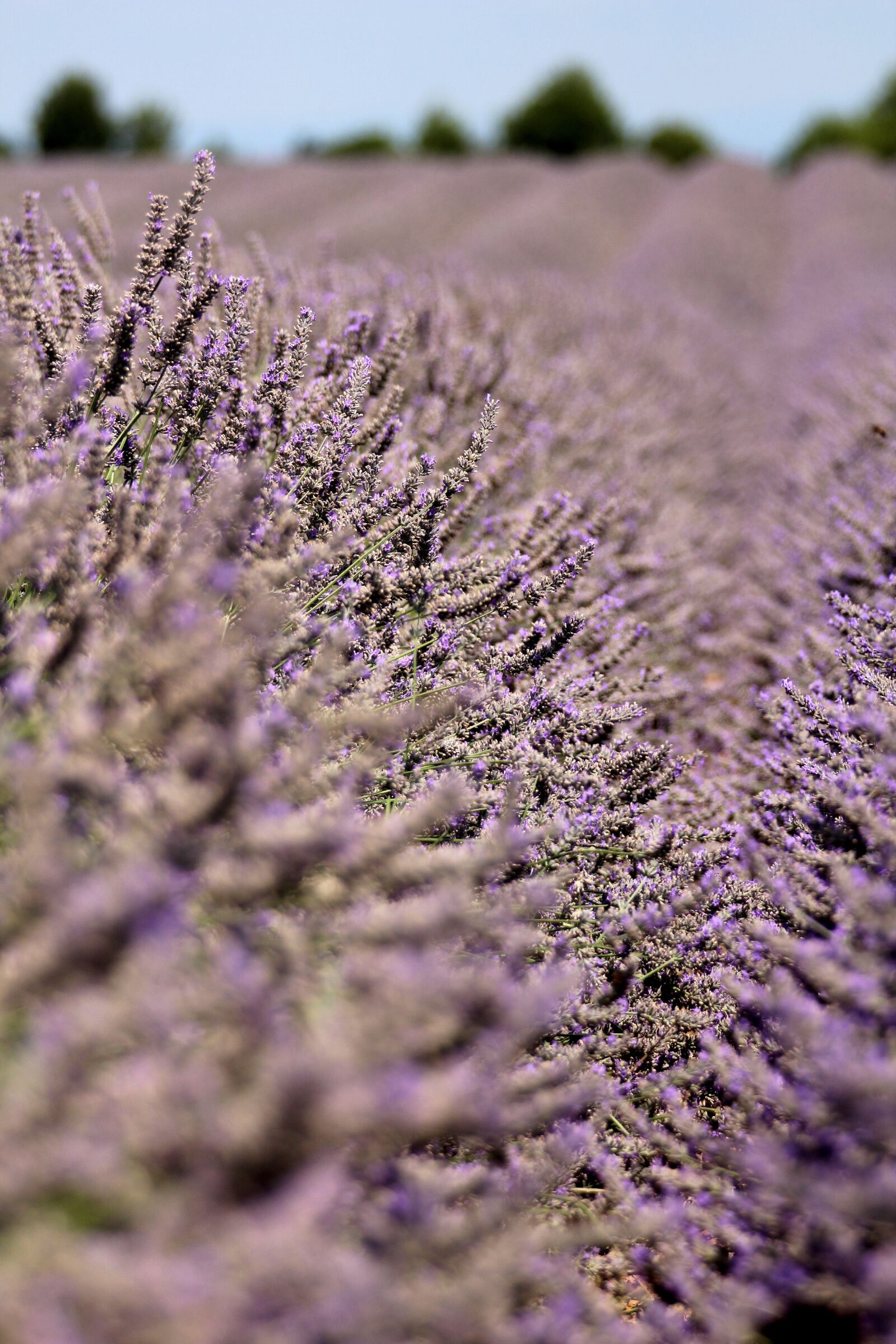 Canon EOS 550D (EOS Rebel T2i / EOS Kiss X4) sample photo. Lavender, field, provence photography