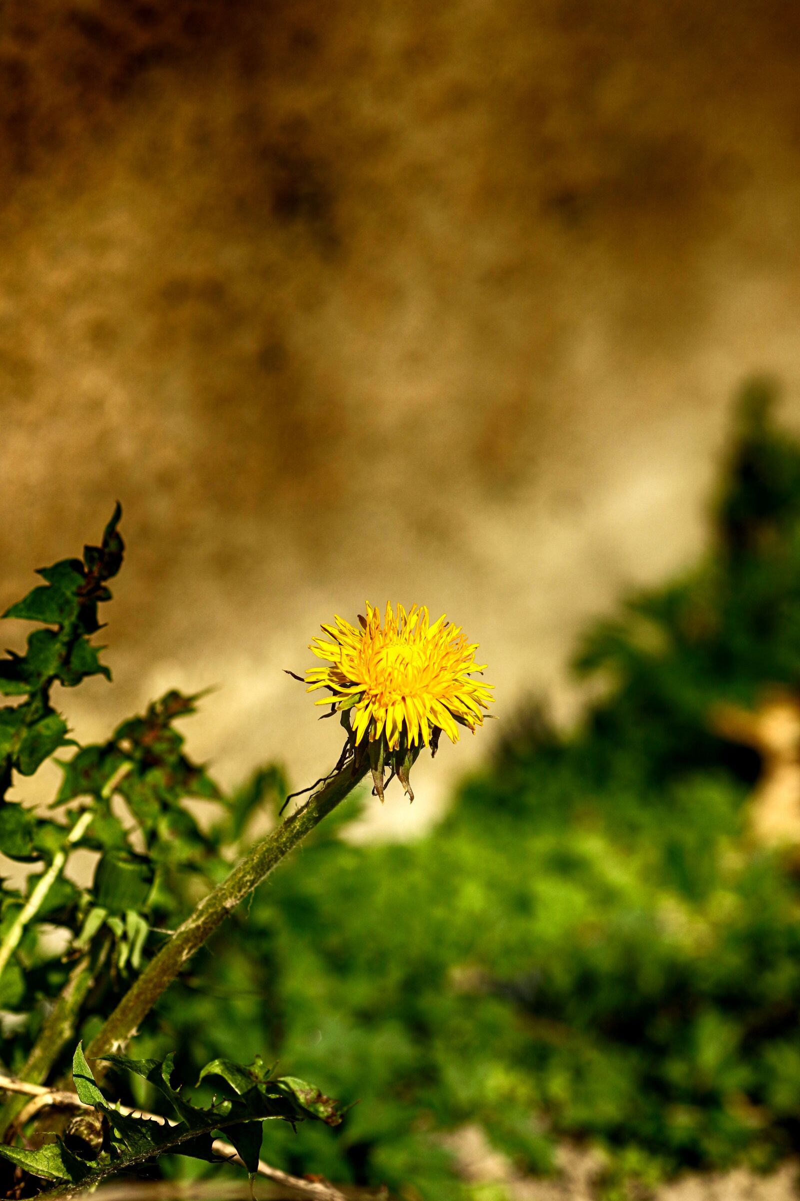 Canon EOS 7D Mark II + Canon EF 135mm F2L USM sample photo. Flower, natur, dandelion photography
