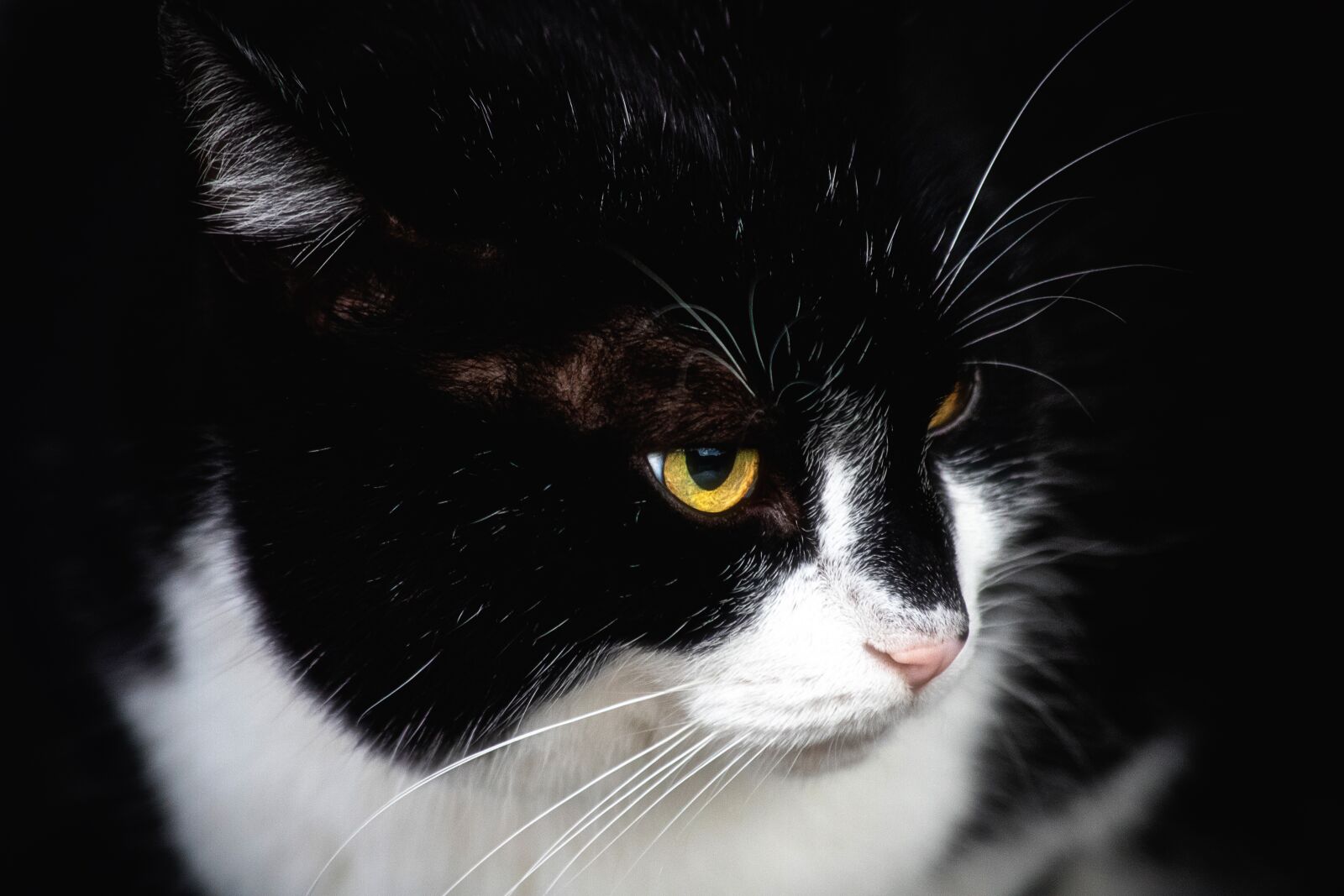Canon EF 70-300mm F4-5.6 IS USM sample photo. Cat, mammal, animal photography