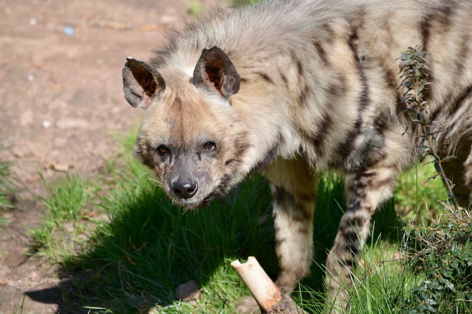 Nikon D7100 sample photo. Hyena, predator, zoo photography