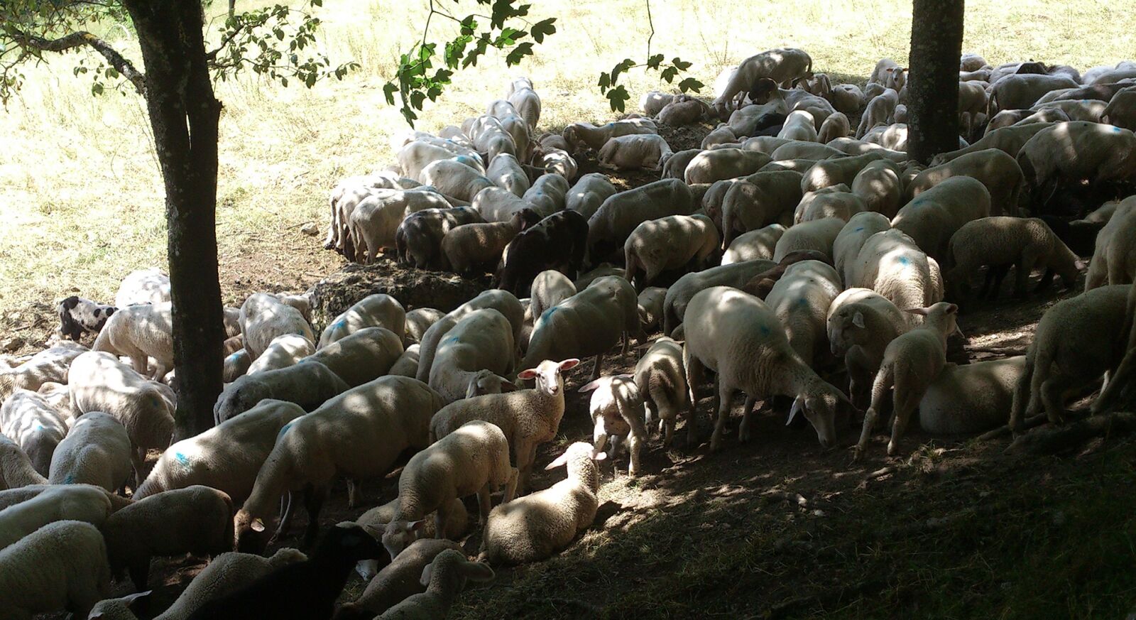 Sony Ericsson Xperia S sample photo. Sheep, light, lunch photography