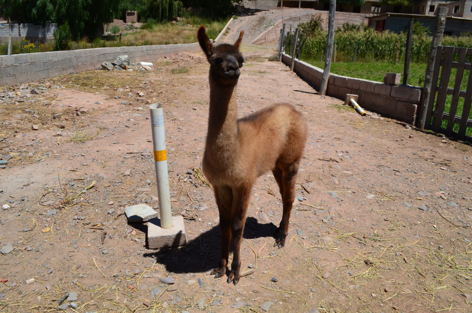Nikon D5100 sample photo. Flame, animal, animals photography