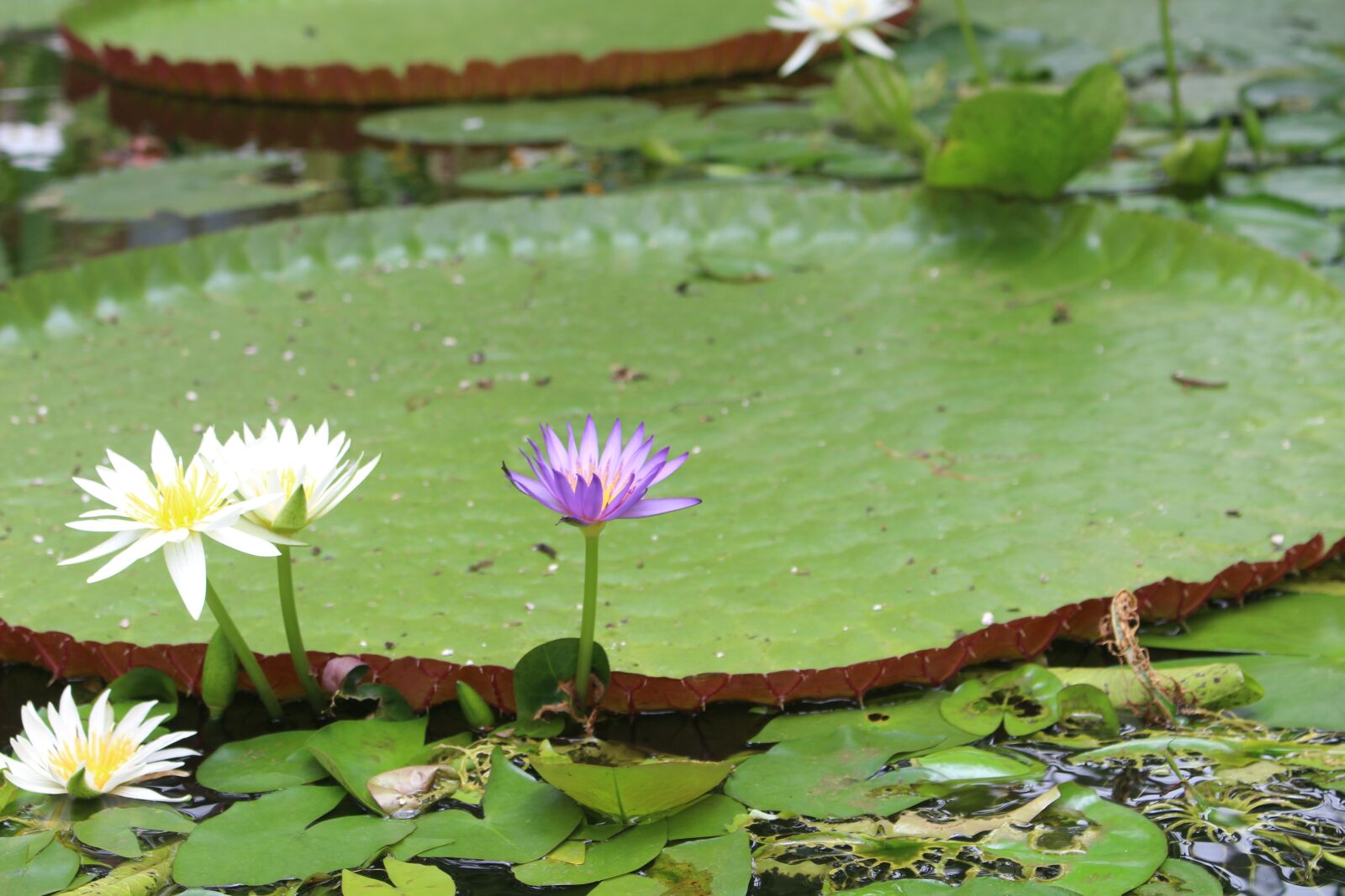 Canon EOS 700D (EOS Rebel T5i / EOS Kiss X7i) sample photo. Water lilies, flowers, flower photography