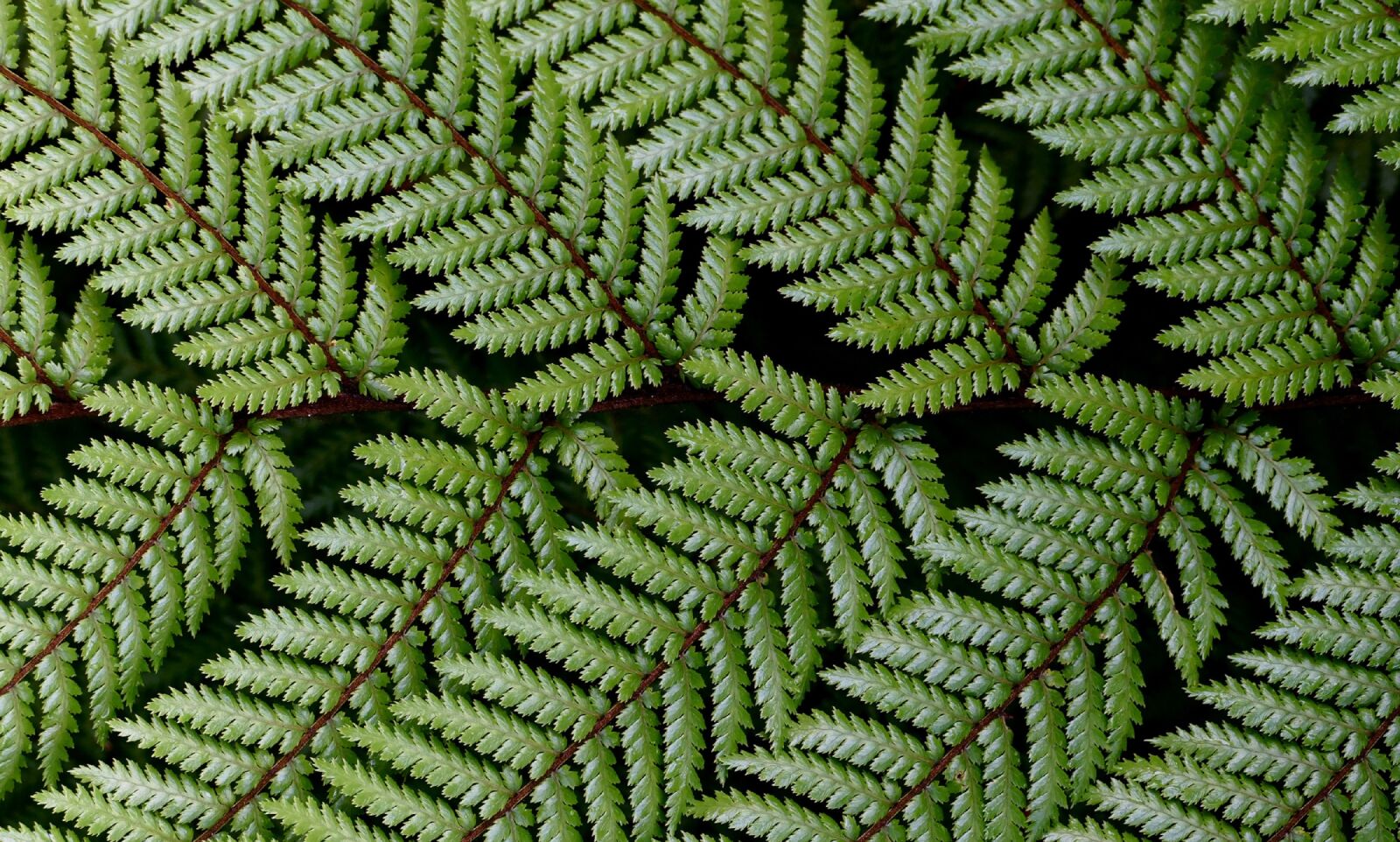 Panasonic Lumix DMC-FZ1000 sample photo. Fern, close up, wheki photography