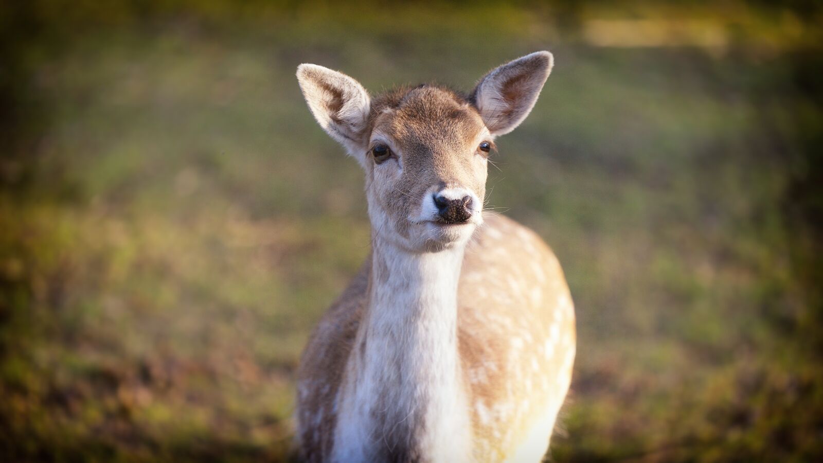 Nikon D750 sample photo. Deer, wildlife, nature photography