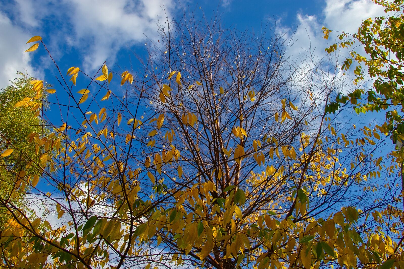 Canon EOS 80D sample photo. Autumn, tree, foliage photography