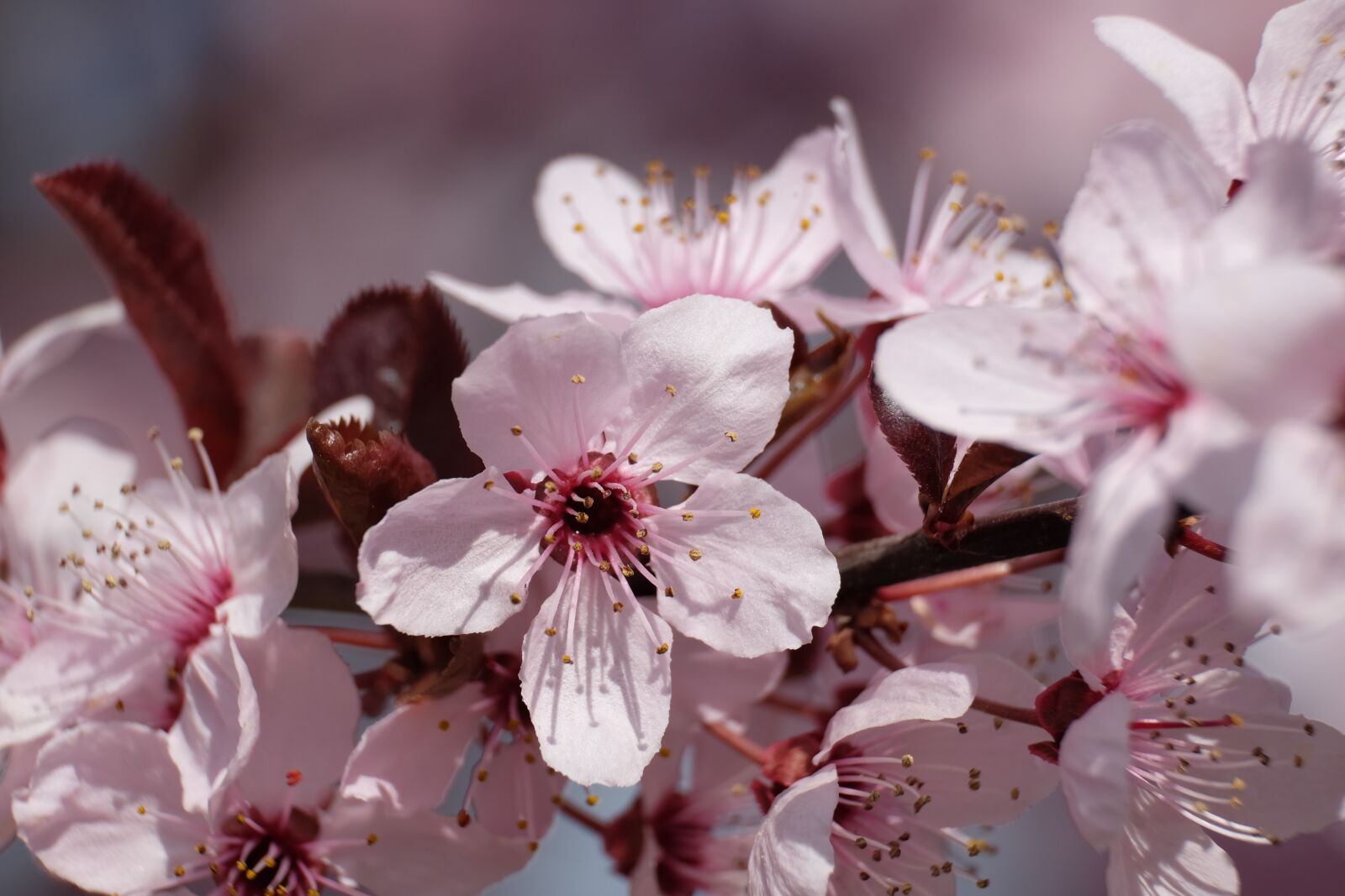 Fujifilm XF 55-200mm F3.5-4.8 R LM OIS sample photo. Flower, apple, spring photography