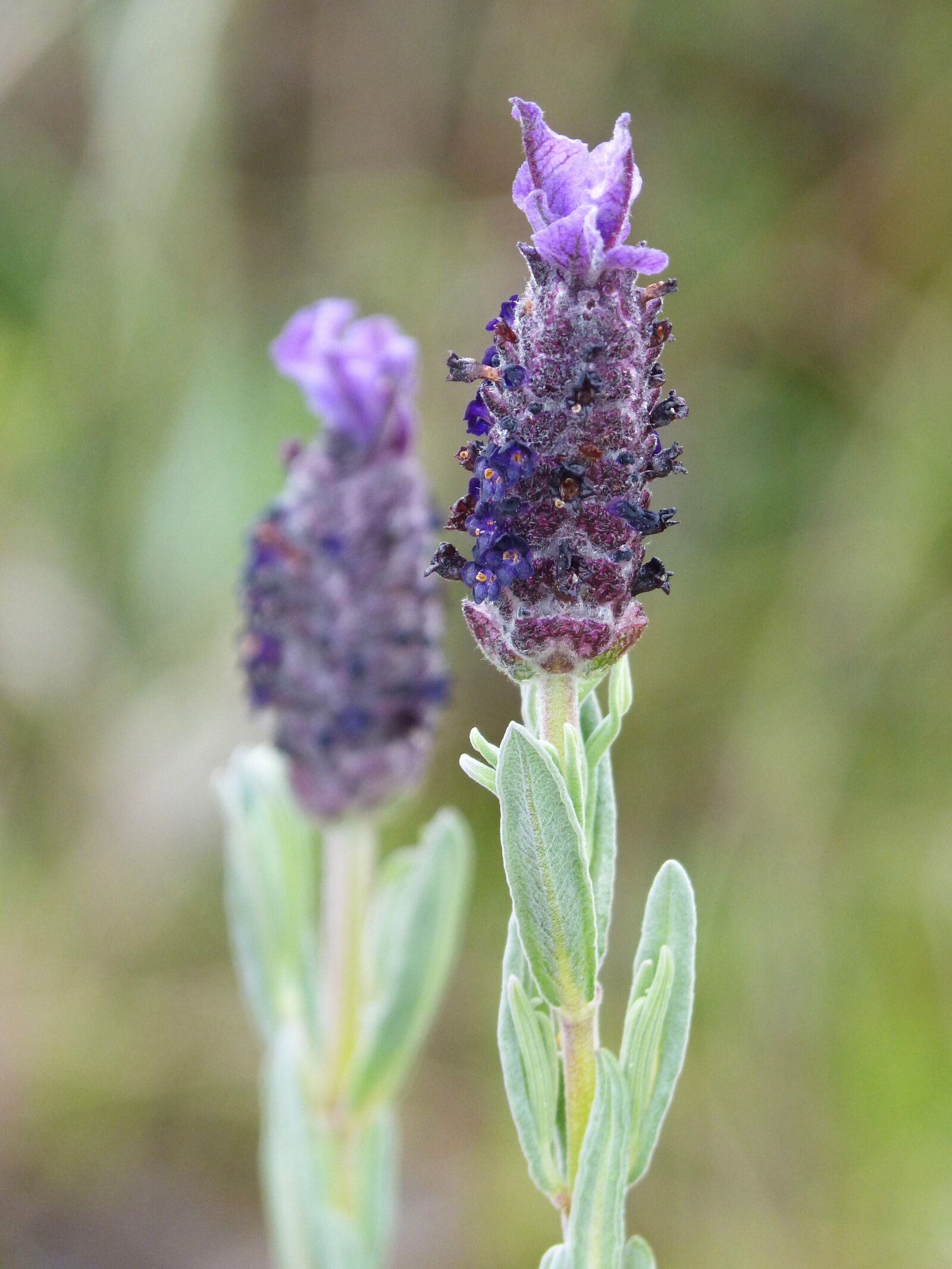 Panasonic DMC-FZ62 sample photo. Flower, lavender, lavandula officinnalis photography