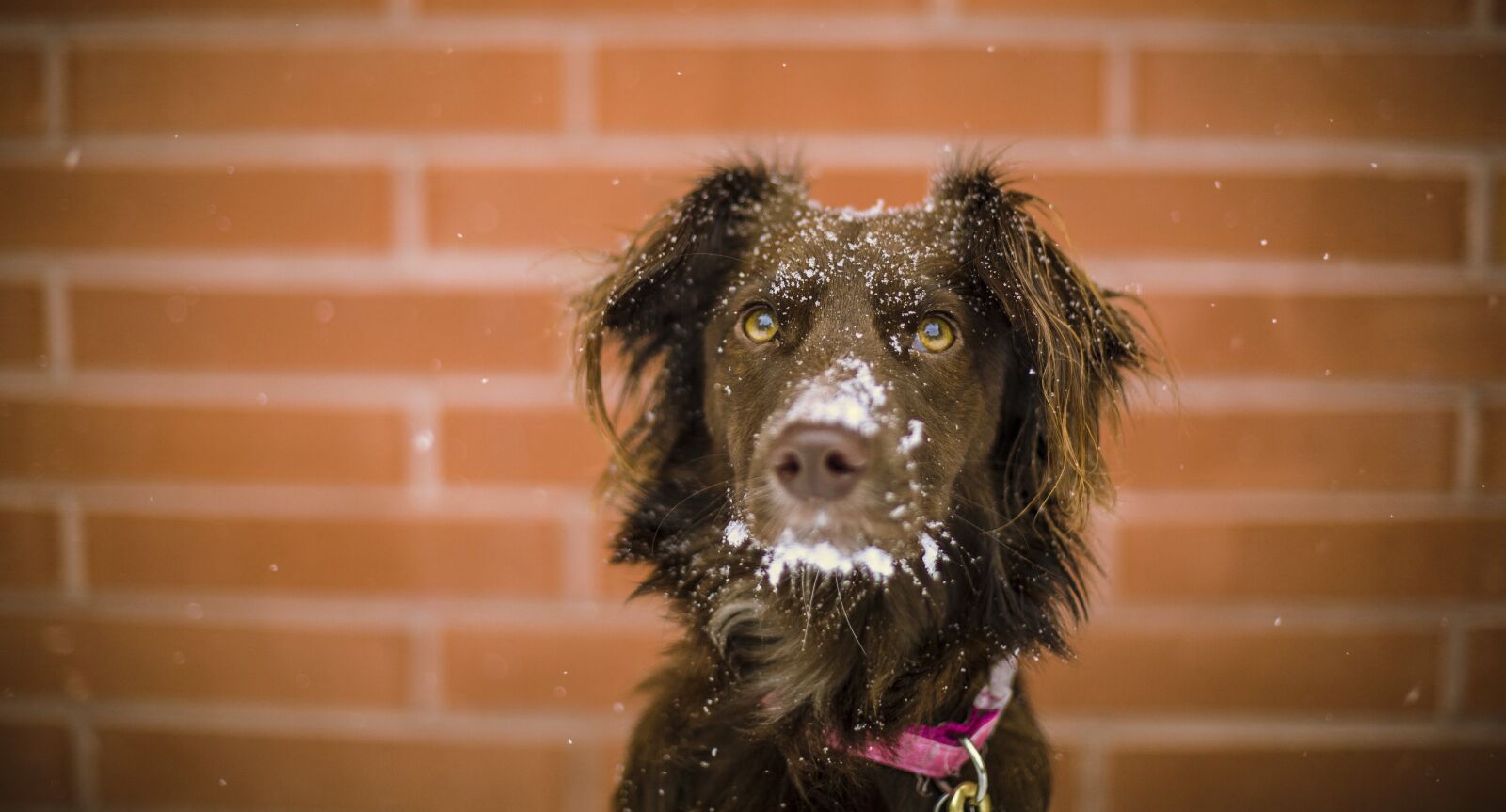Canon EF 50mm F1.4 USM sample photo. Dog, animal, cute photography