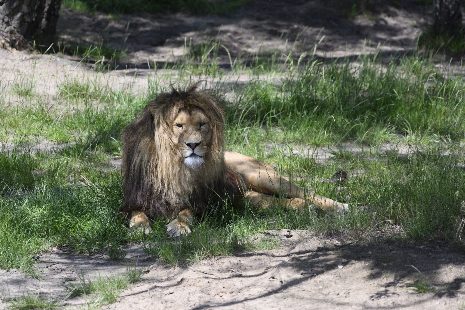Nikon Z7 sample photo. Beekse bergen, lion, predator photography