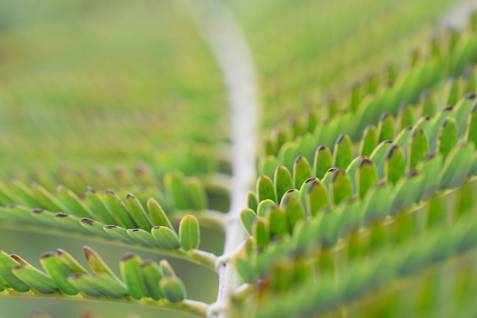 Nikon D3300 sample photo. Close up, leaves, nature photography