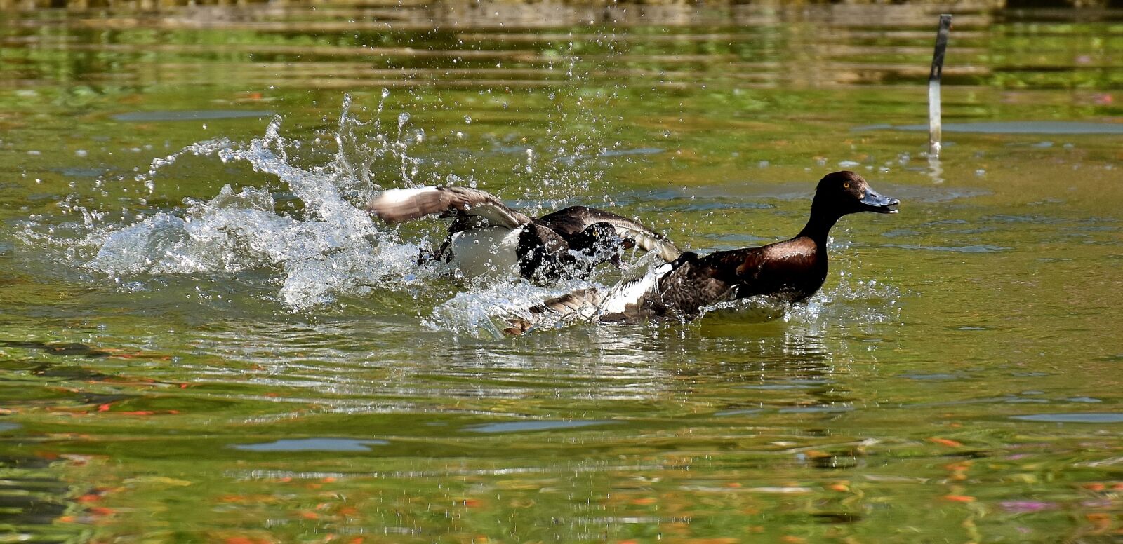 Nikon D7200 sample photo. Tufted duck, ducks, play photography