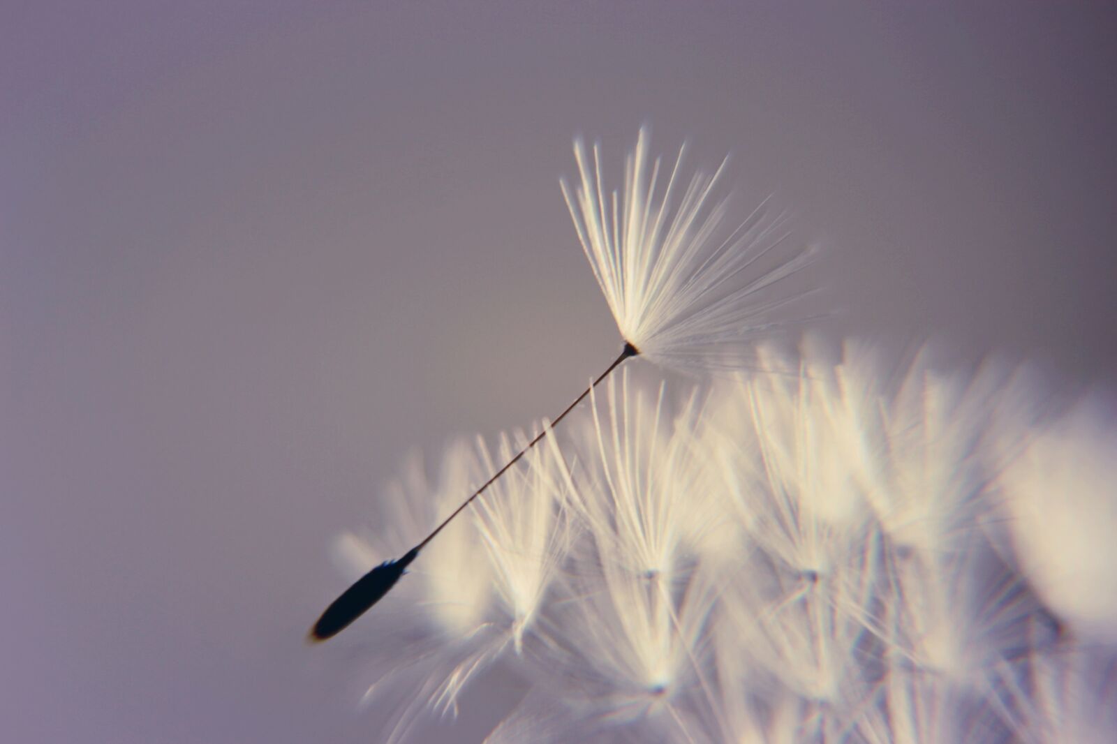Canon EOS 1200D (EOS Rebel T5 / EOS Kiss X70 / EOS Hi) sample photo. Dandelion, wishes, birthday photography