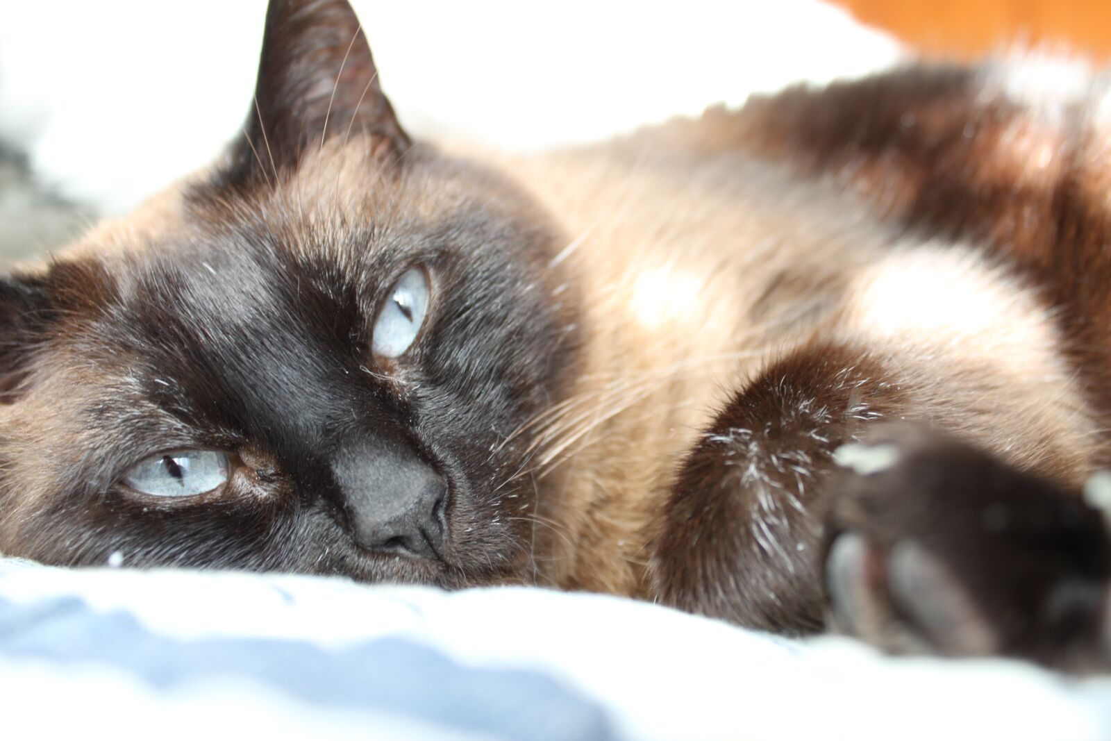 Canon EOS 500D (EOS Rebel T1i / EOS Kiss X3) sample photo. Sleepy, cat, siamese photography