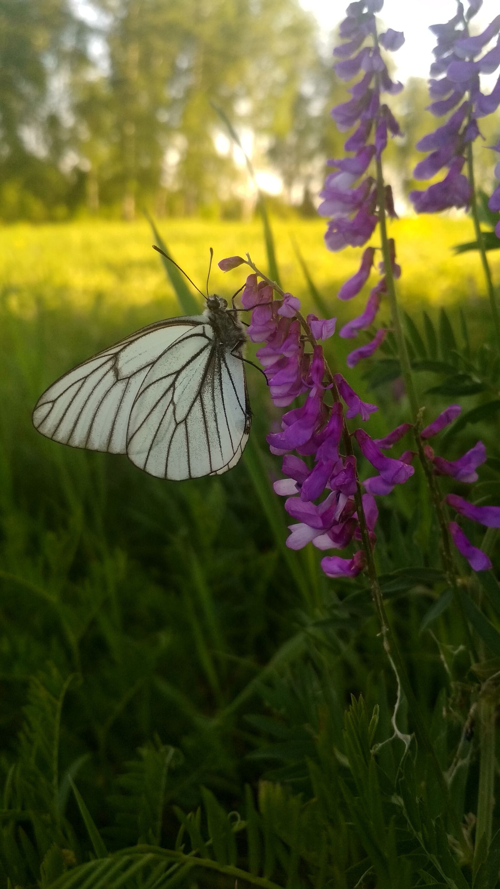 Xiaomi Redmi 4X sample photo. Butterfly, flowers, sun photography