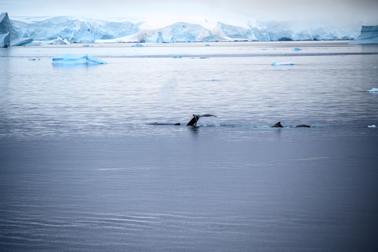 Nikon Z6 sample photo. Whale, antarctica, sea photography