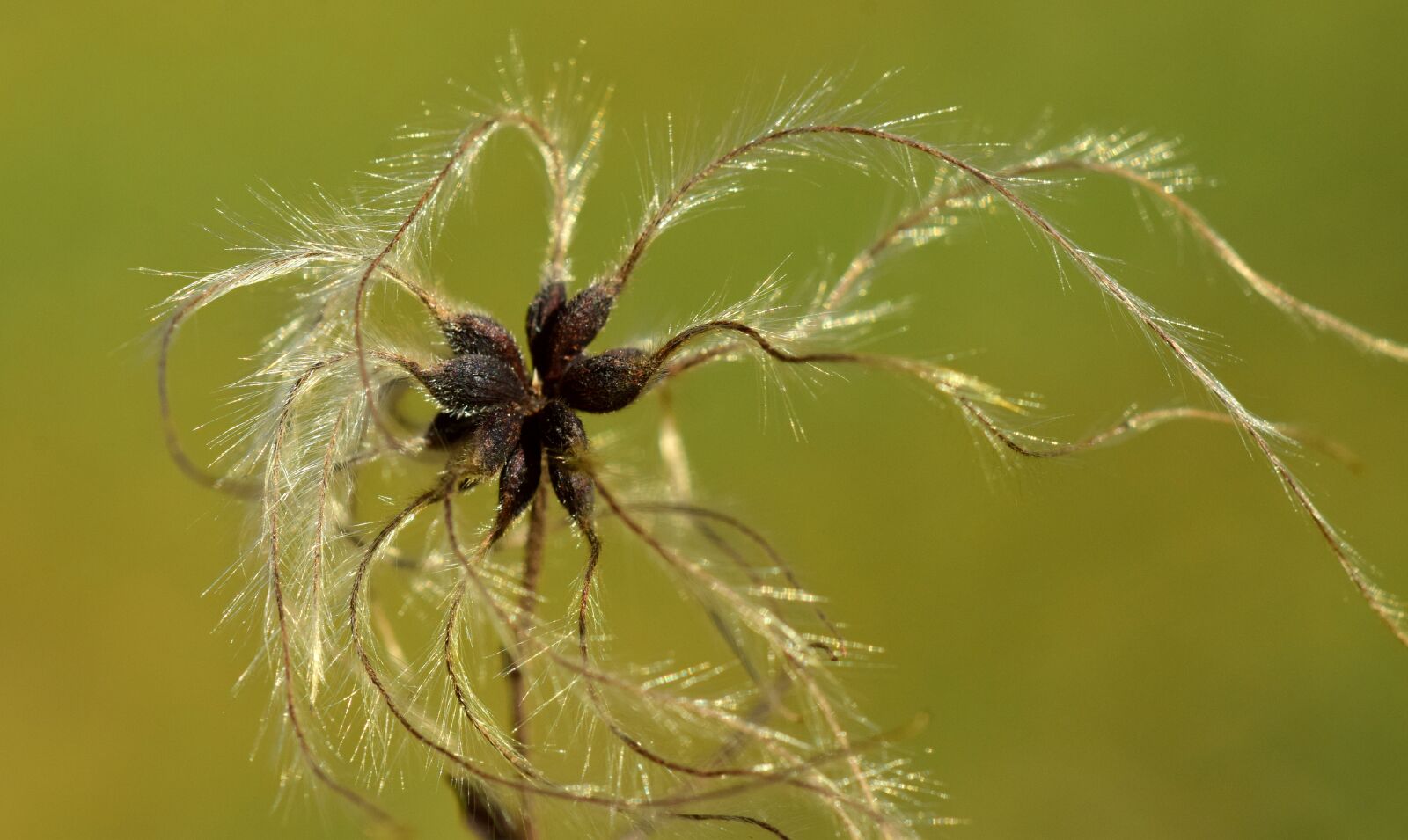 Nikon D3300 sample photo. Nature, same, close up photography
