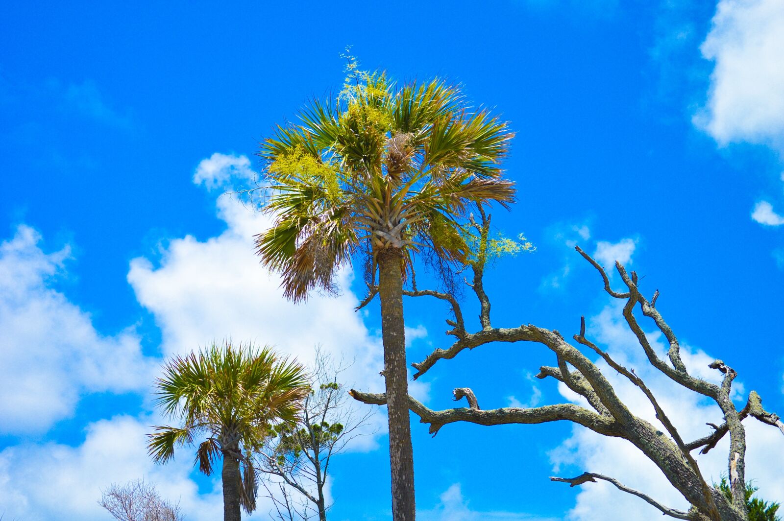 Nikon D3200 sample photo. Folly beach, sky, palm photography