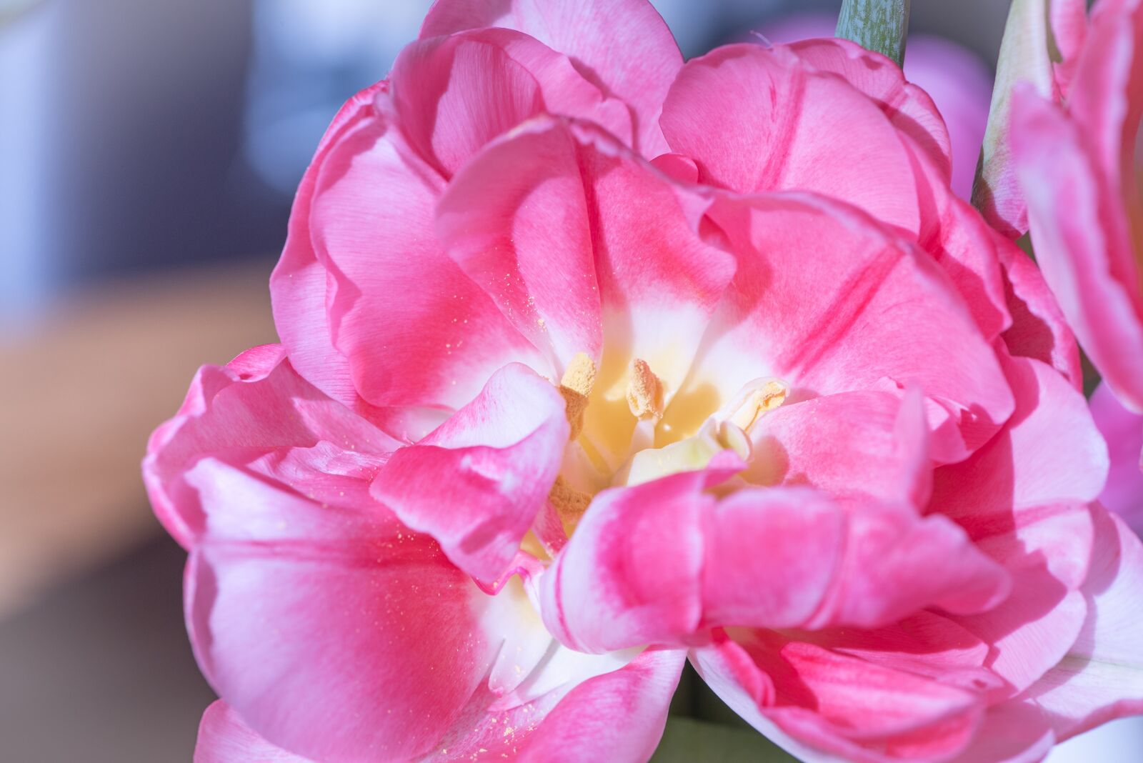 Nikon D750 sample photo. Tulip, blossom, bloom photography