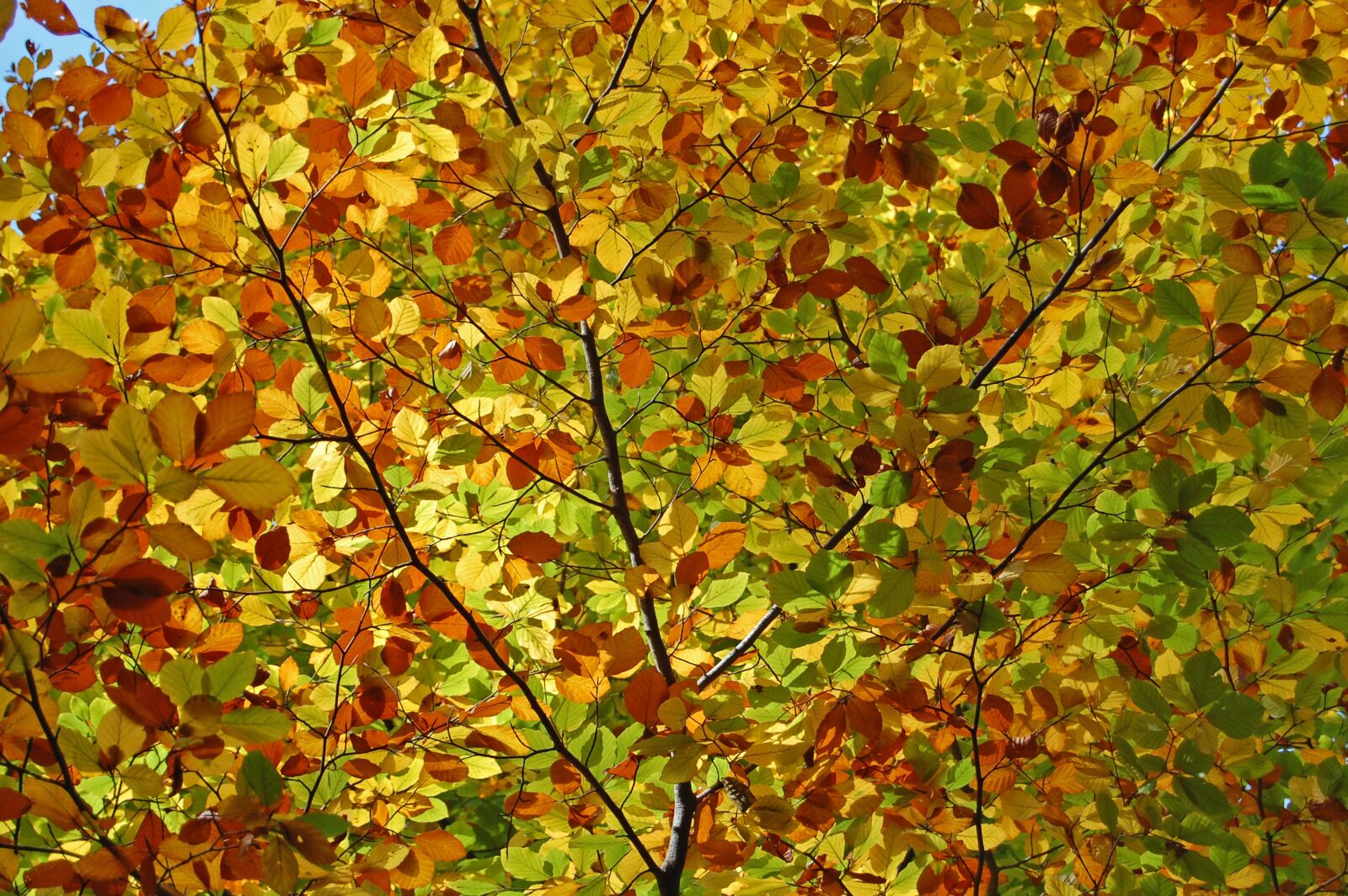 Nikon D40 sample photo. Leaves, color, autumn photography