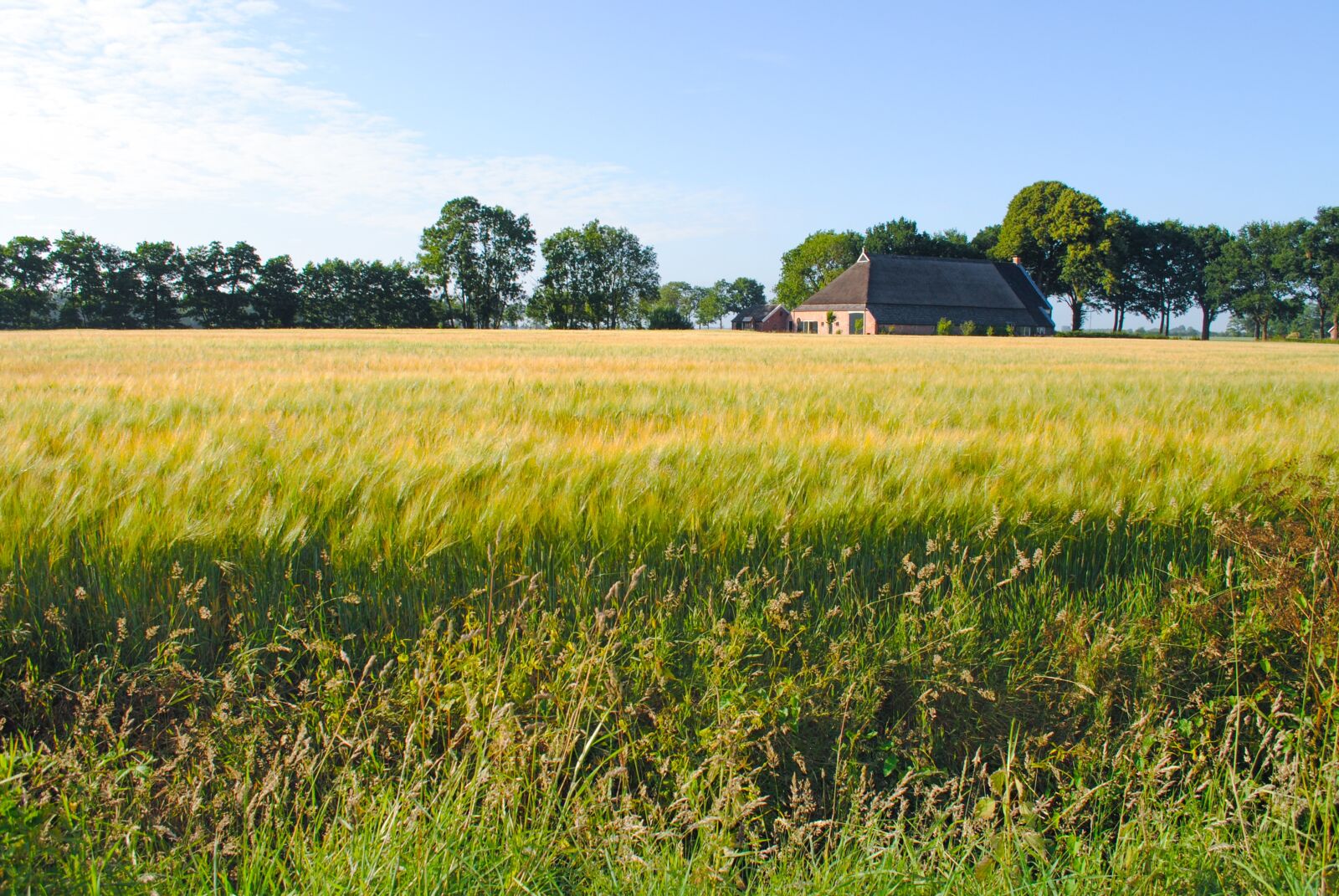Nikon D3000 sample photo. Farm, field, wheat photography