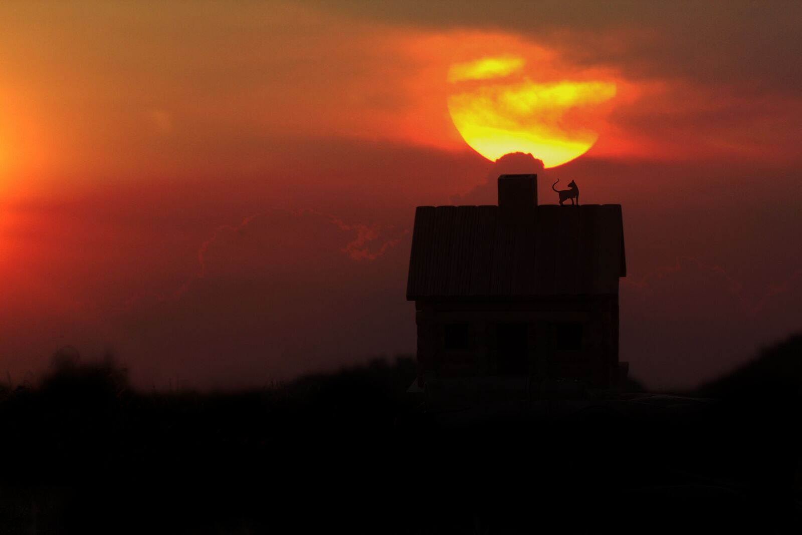 Canon EF-S 60mm F2.8 Macro USM sample photo. Home, cat, sunset photography