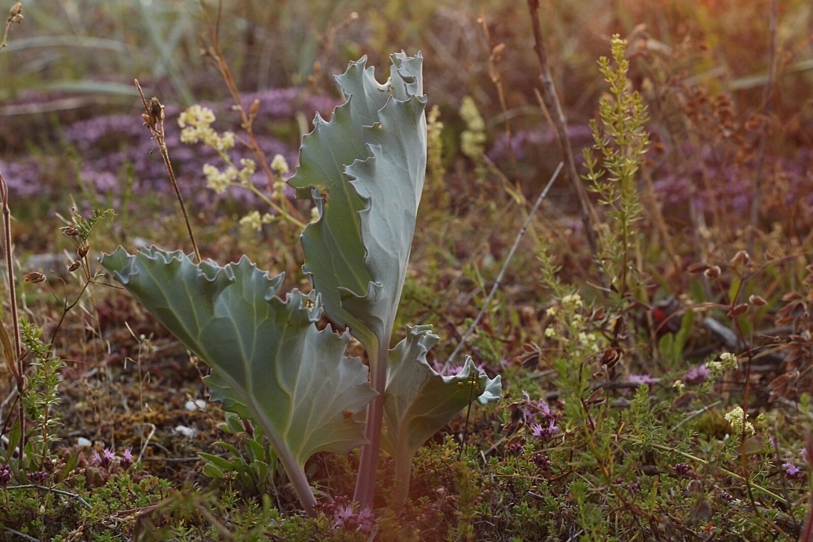 Canon EOS 650D (EOS Rebel T4i / EOS Kiss X6i) + Canon EF 50mm F1.8 II sample photo. Crambe maritima, sea kale photography