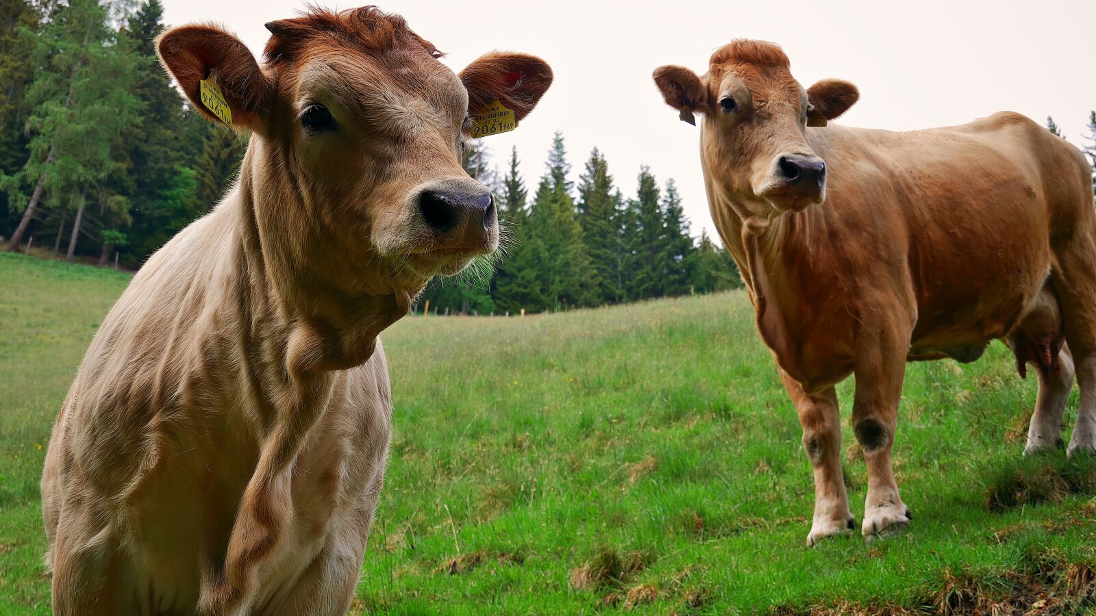 Panasonic DMC-G81 sample photo. Cattle, calf, cow photography