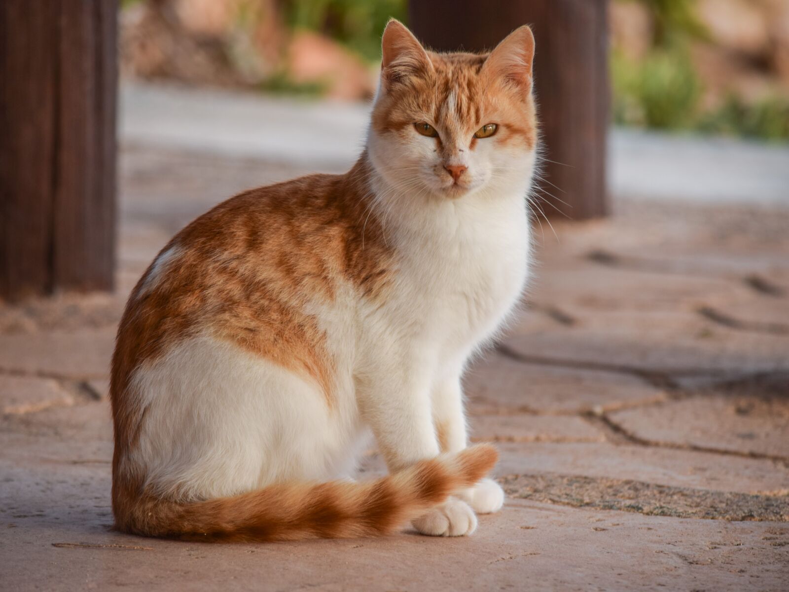 Nikon D3300 sample photo. Cat, animal, cute photography