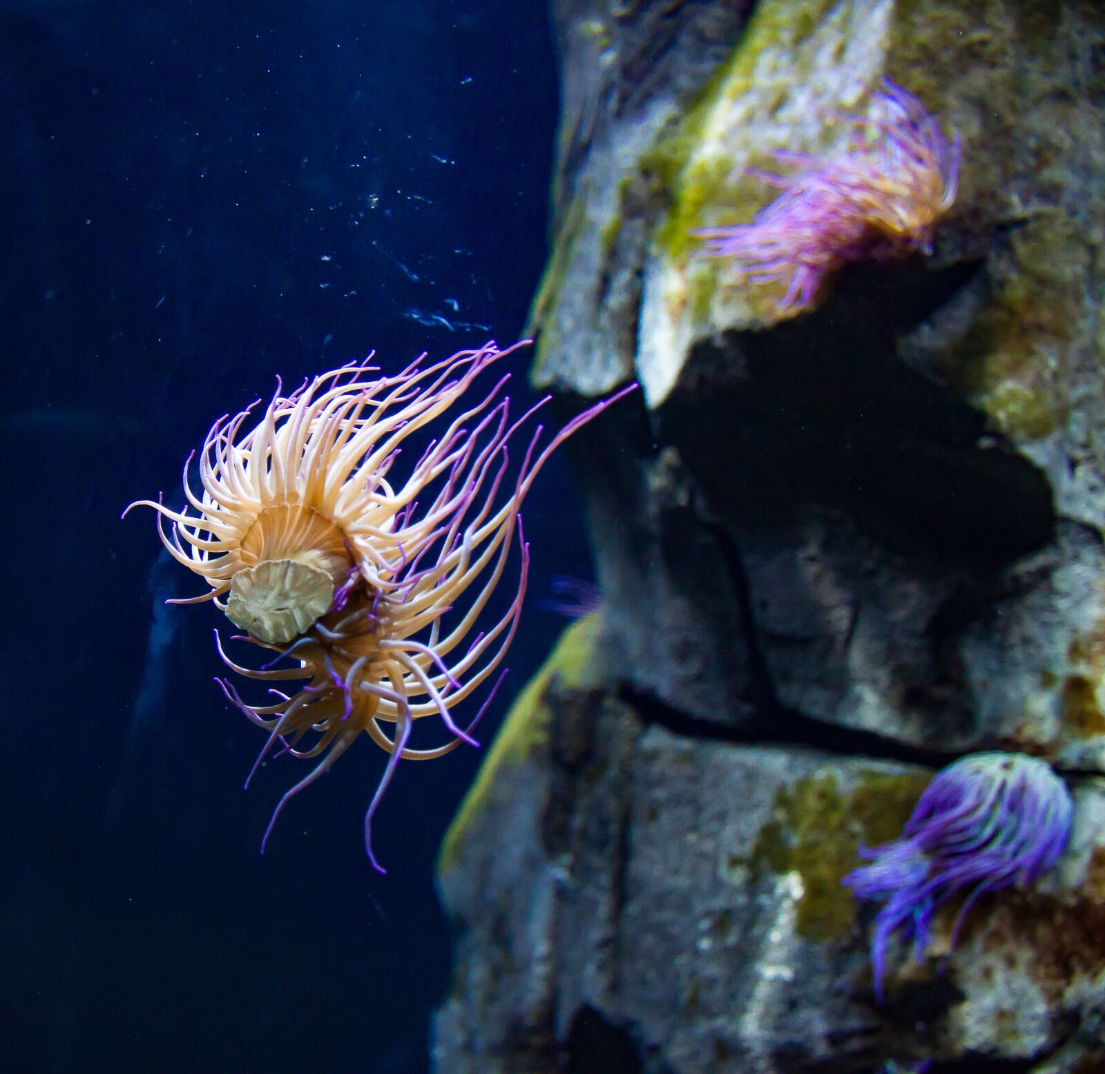 Canon EF-S 17-85mm F4-5.6 IS USM sample photo. Sea anemone, colorful, sea photography