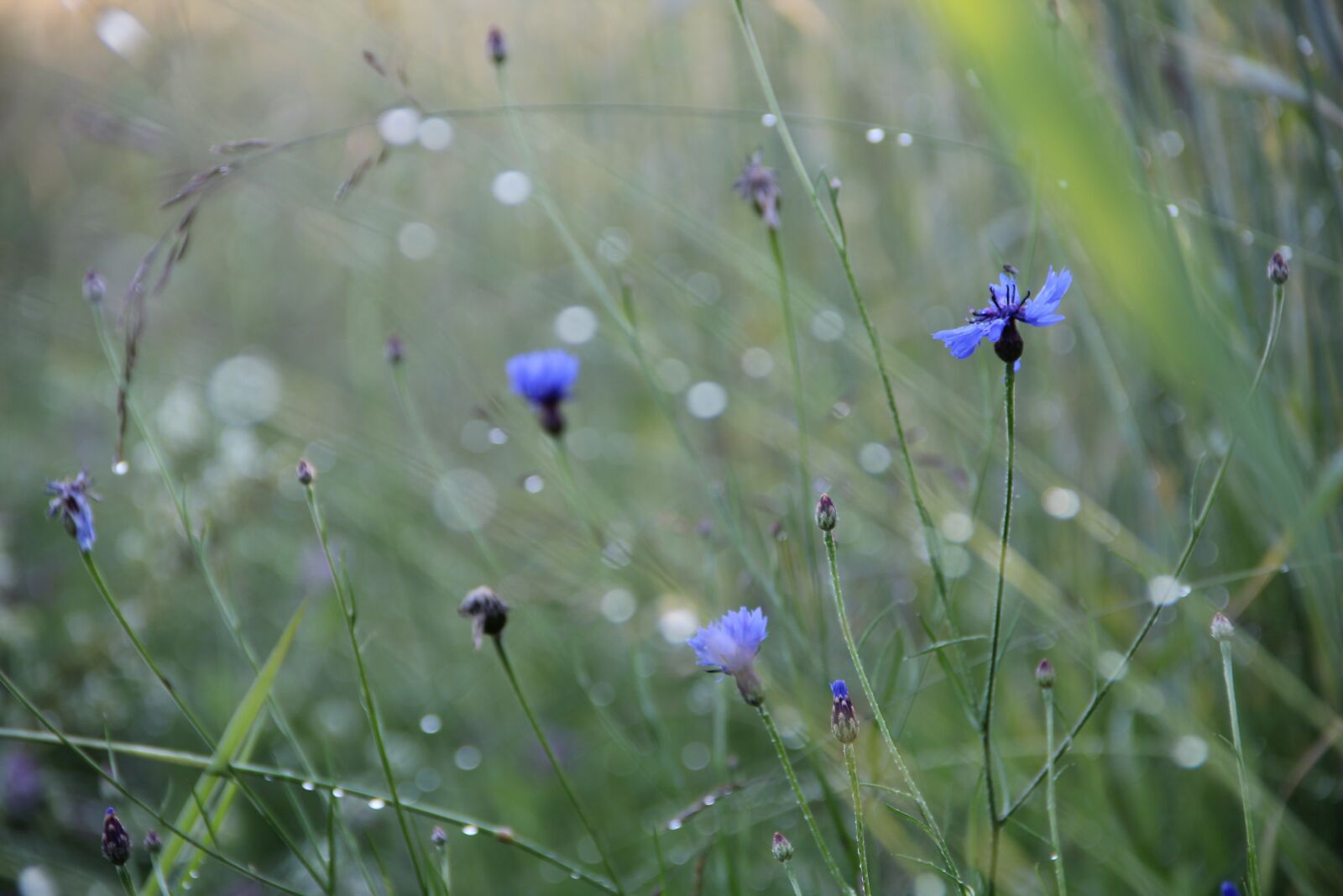 Canon EOS 550D (EOS Rebel T2i / EOS Kiss X4) sample photo. Summer, meadow, cornflowers photography