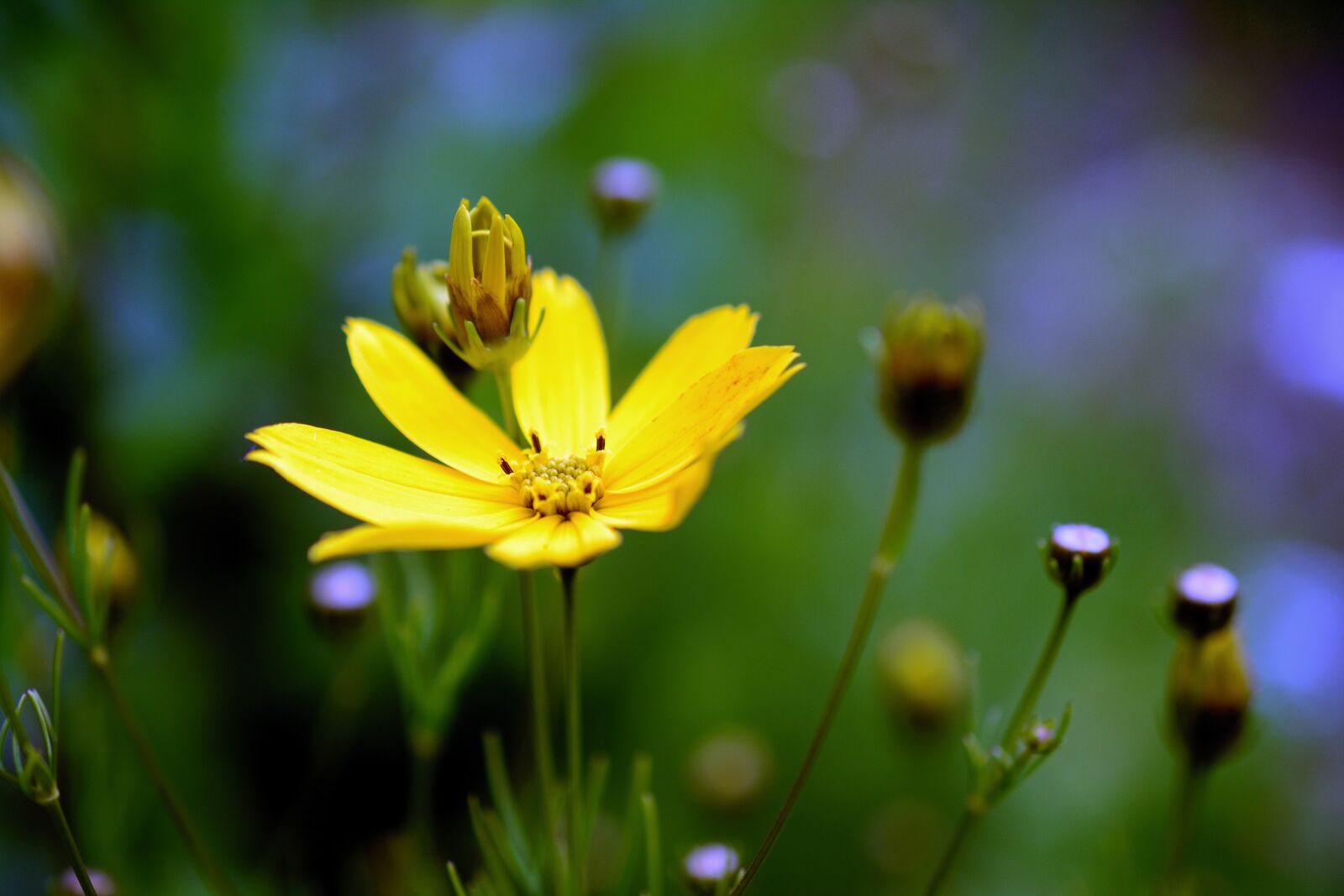 Nikon D5200 sample photo. Mädchenauge, blossom, bloom photography