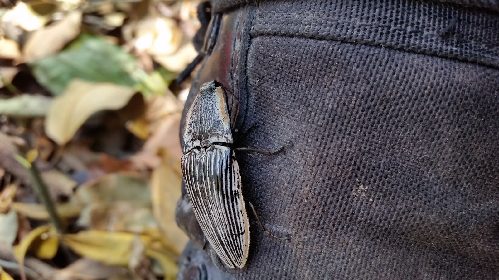 Samsung Galaxy S5 sample photo. Nature, insect, wildlife photography