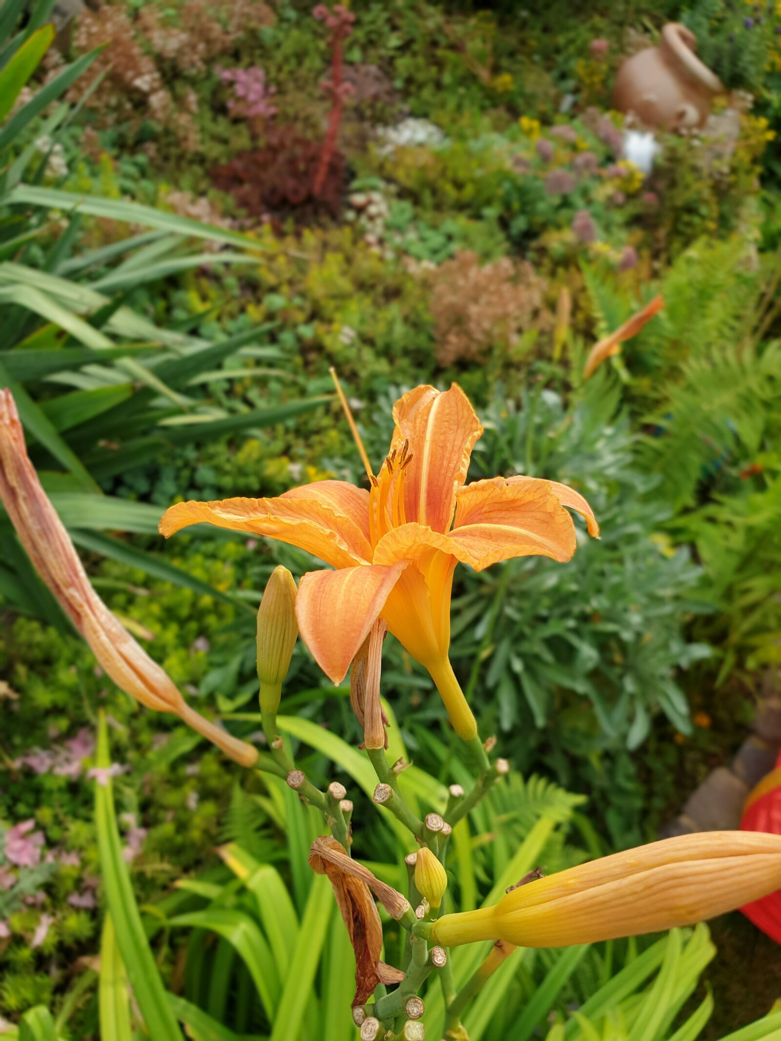Samsung Galaxy S9 sample photo. Plant, blossom, bloom photography