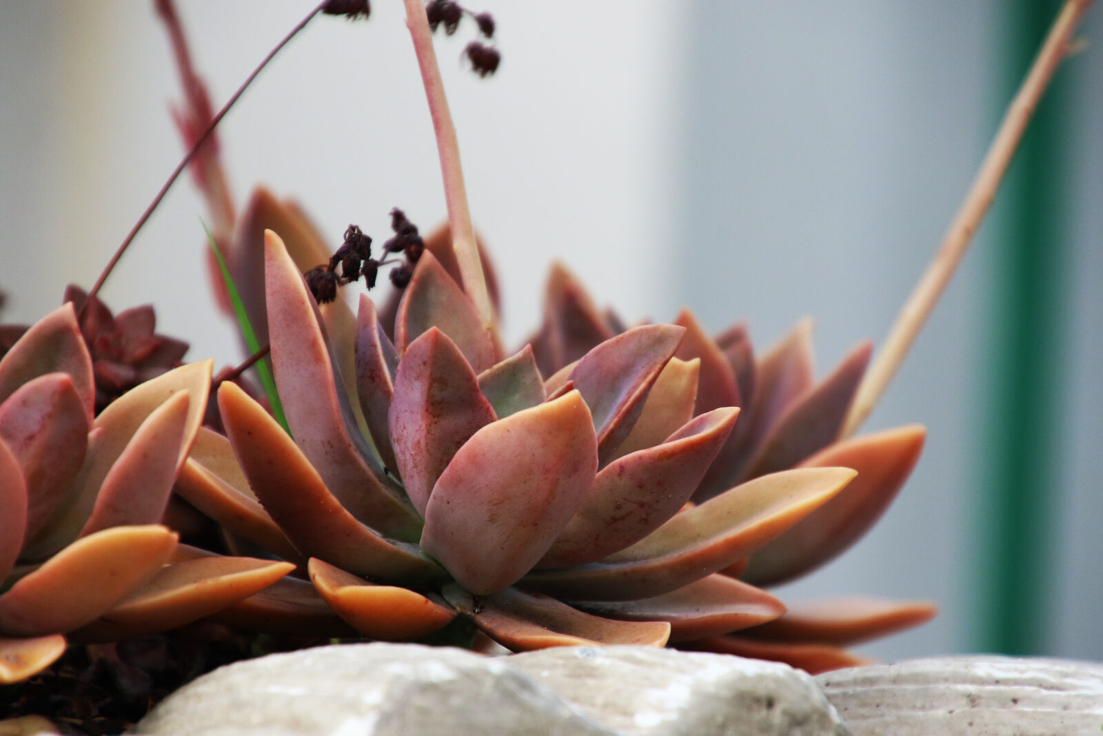 Canon EOS 7D Mark II sample photo. Red, succulents photography