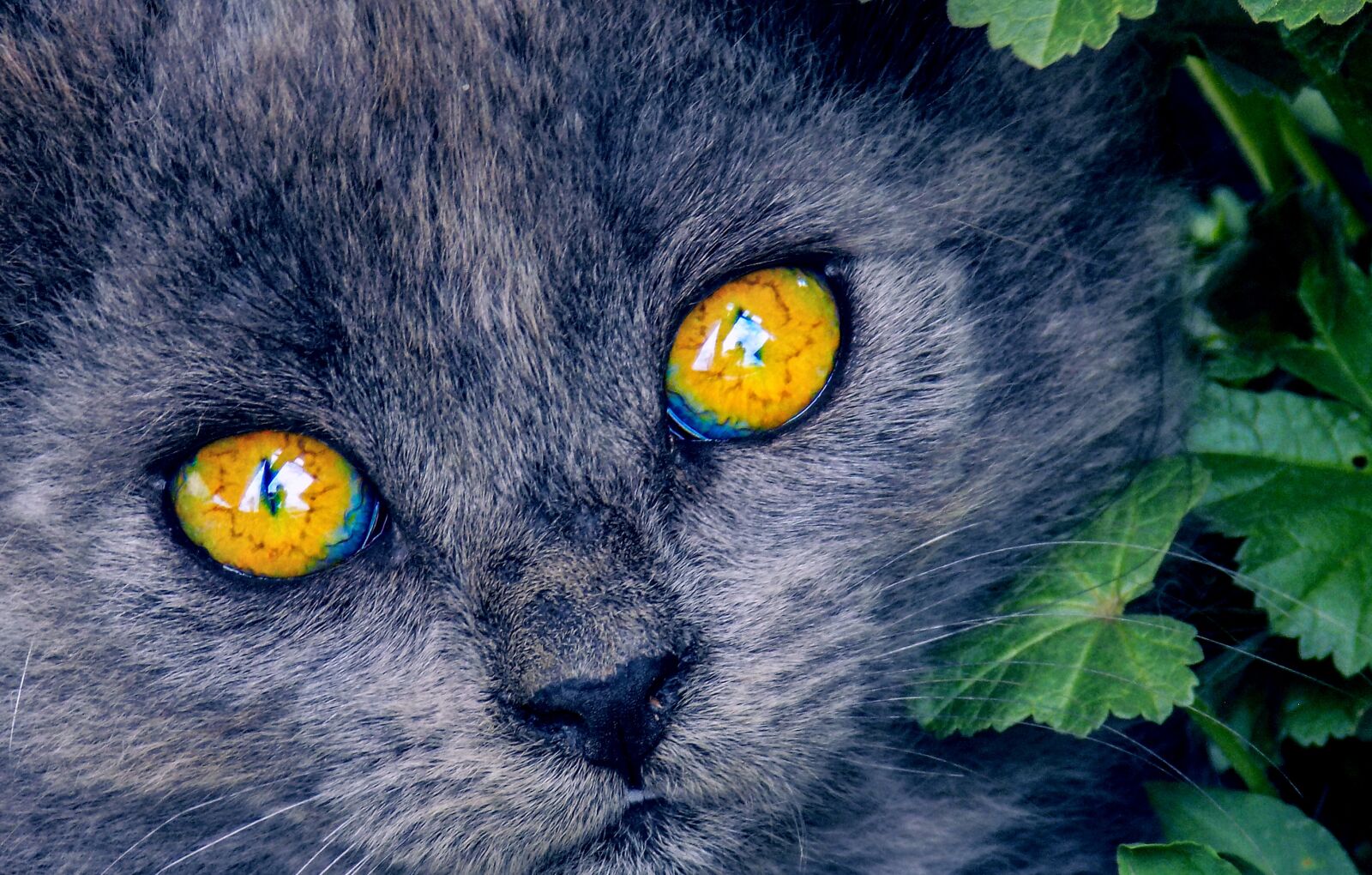 Nikon COOLPIX L330 sample photo. Bright eyes, kitten, cat photography