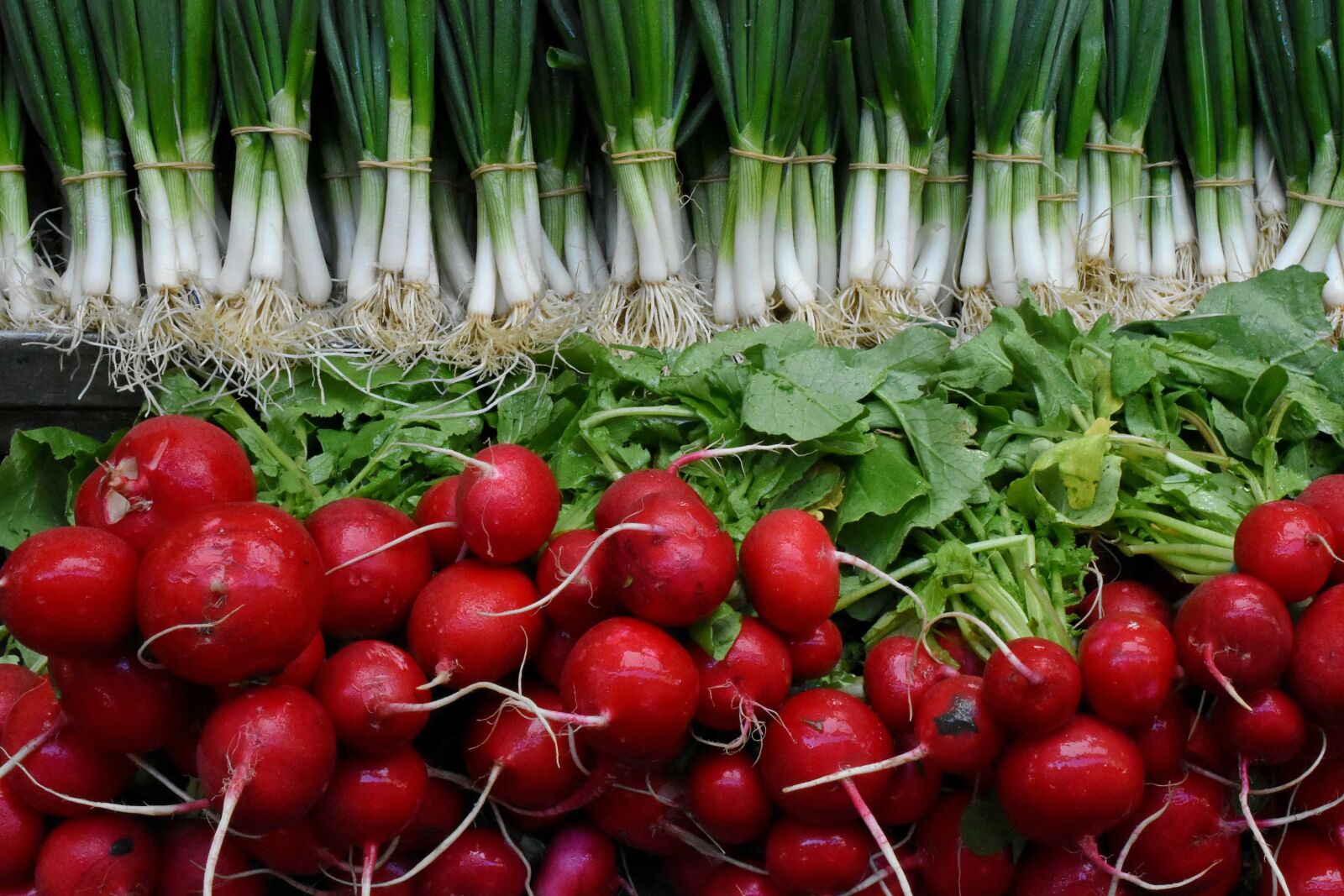 Nikon D5500 sample photo. Root, food, radish, healthy photography