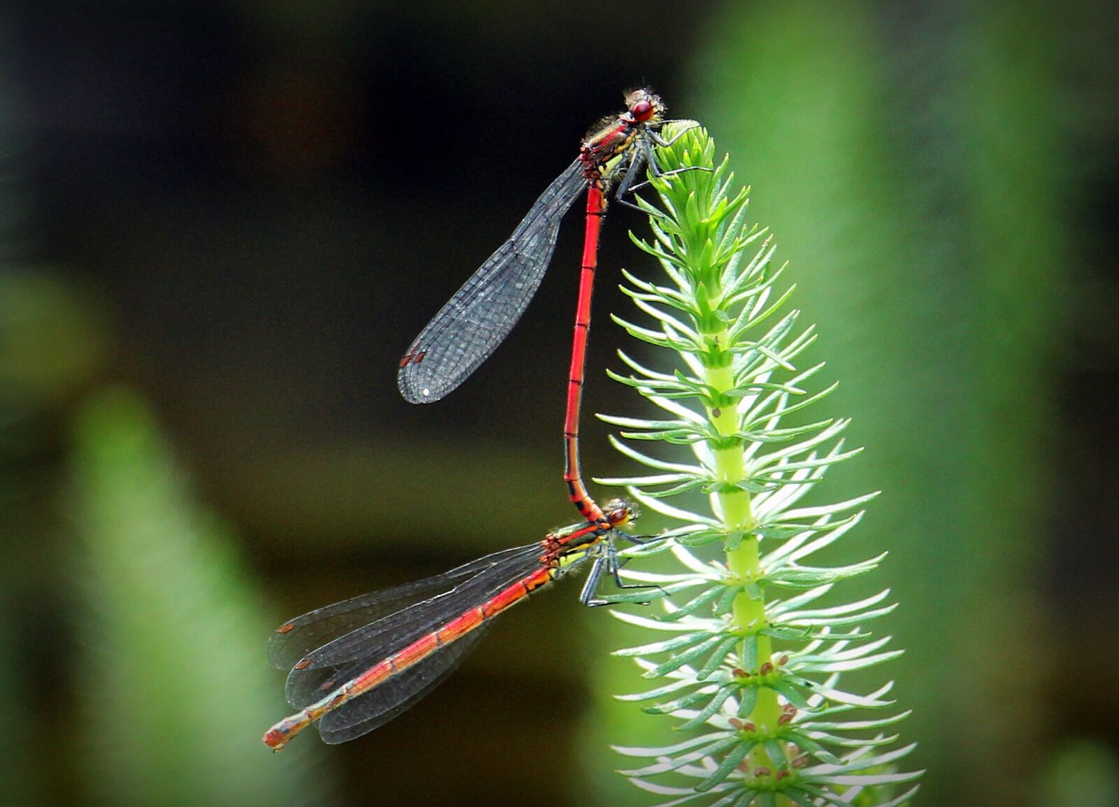 Canon EOS 550D (EOS Rebel T2i / EOS Kiss X4) sample photo. Dragonflies, dragonflies mating, pairing photography