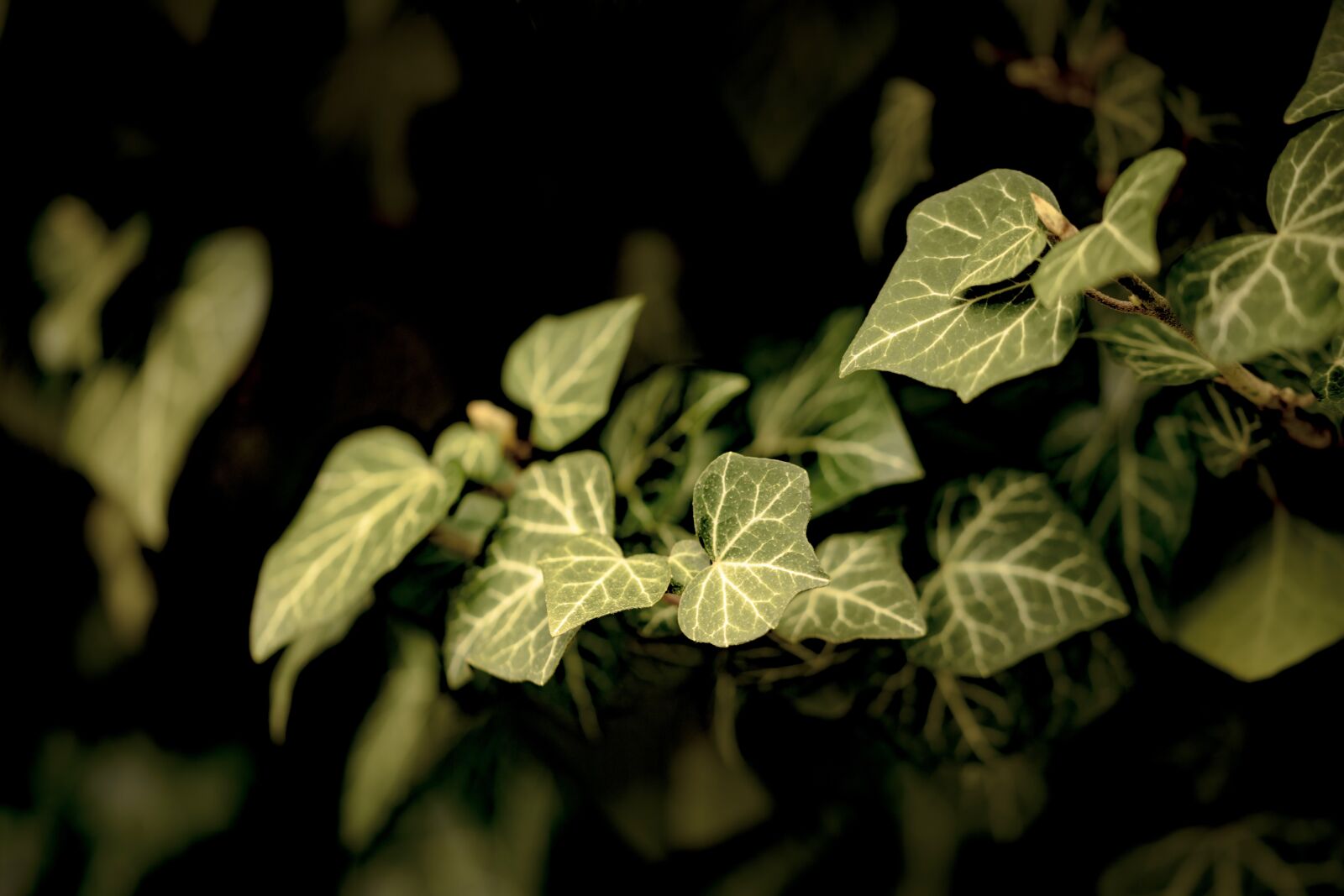 Sony a7R II + 105mm F2.8 sample photo. Leaf, plant, ivy photography