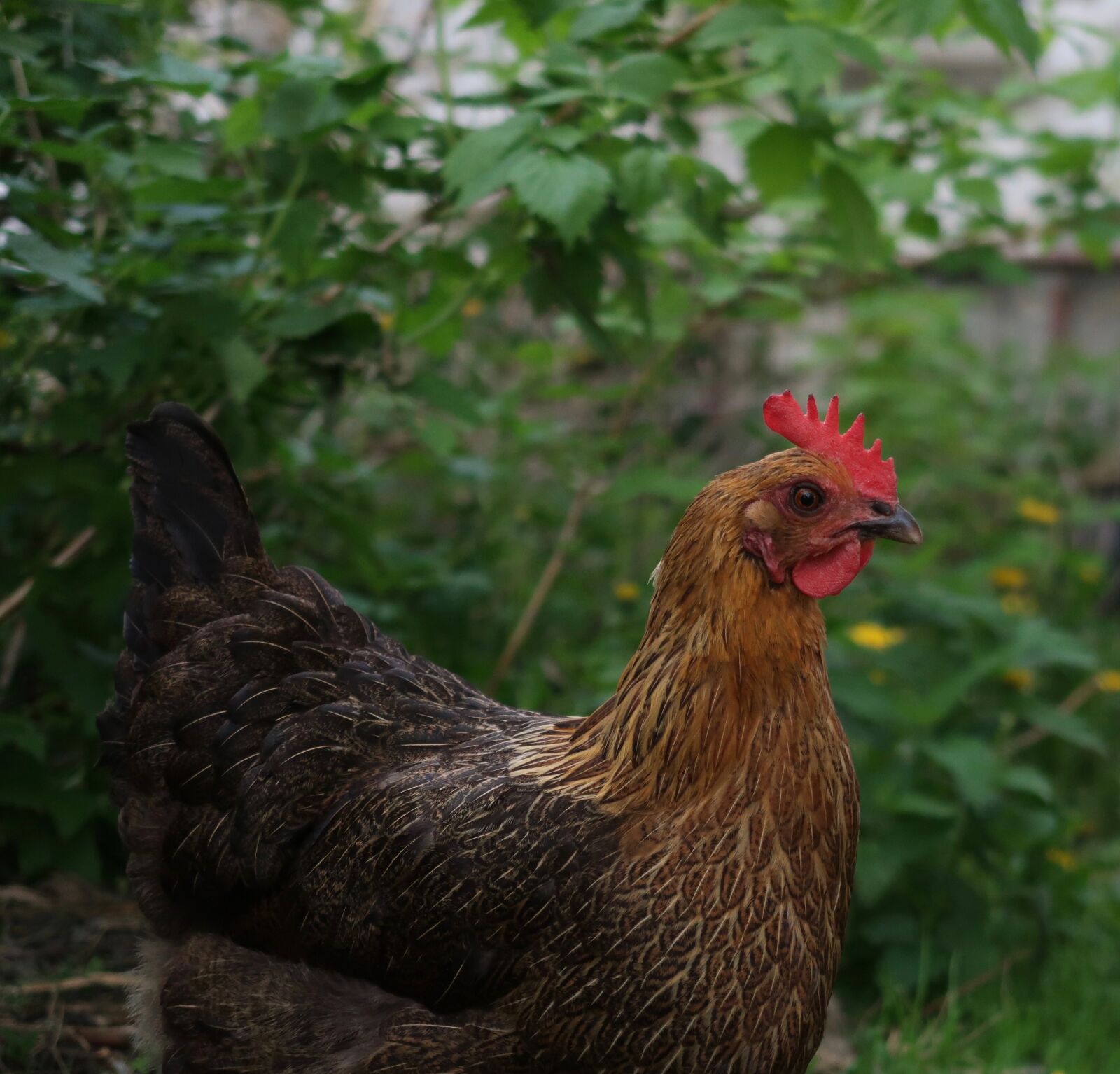 Canon PowerShot G7 X Mark II sample photo. Chicken, garden, poultry photography