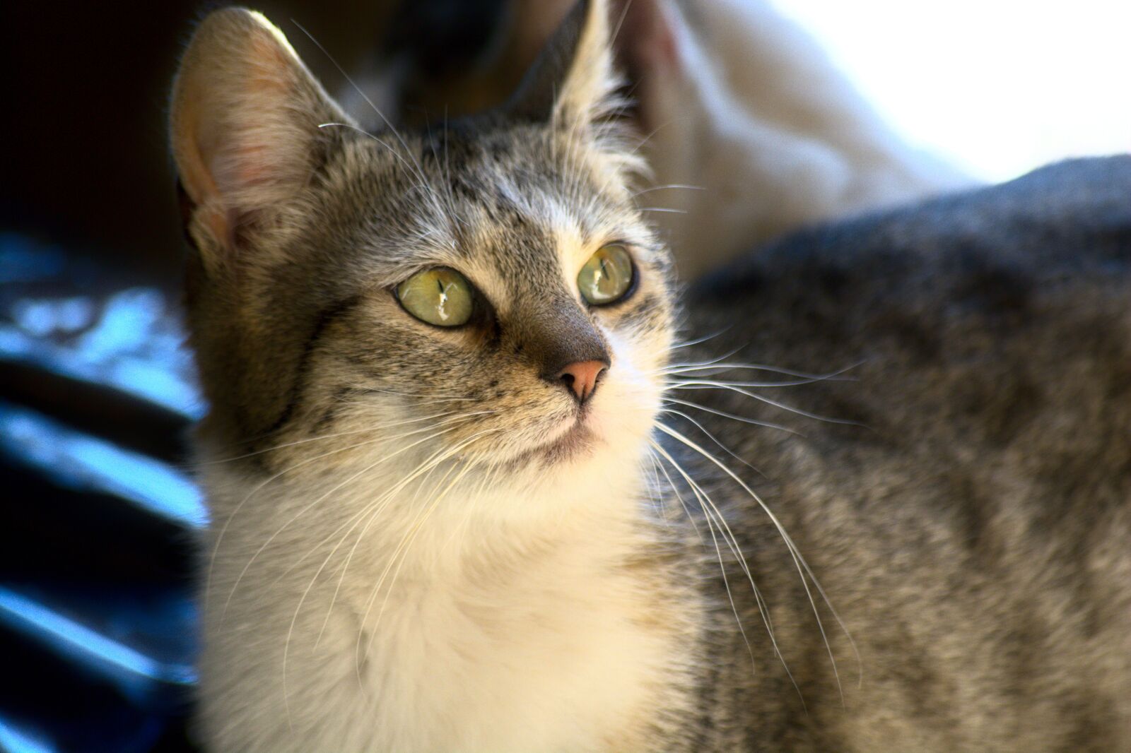 Nikon D5200 sample photo. Cat, animal, pet photography