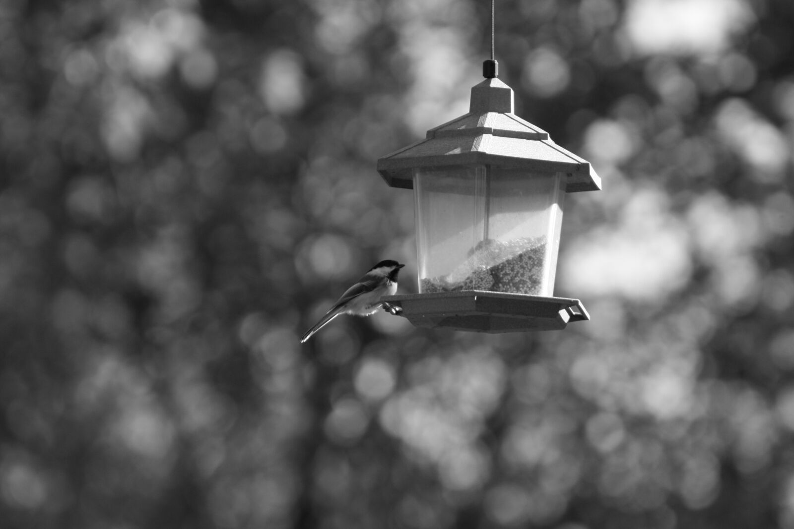 Canon EOS 400D (EOS Digital Rebel XTi / EOS Kiss Digital X) sample photo. Birds, feeder, black and photography