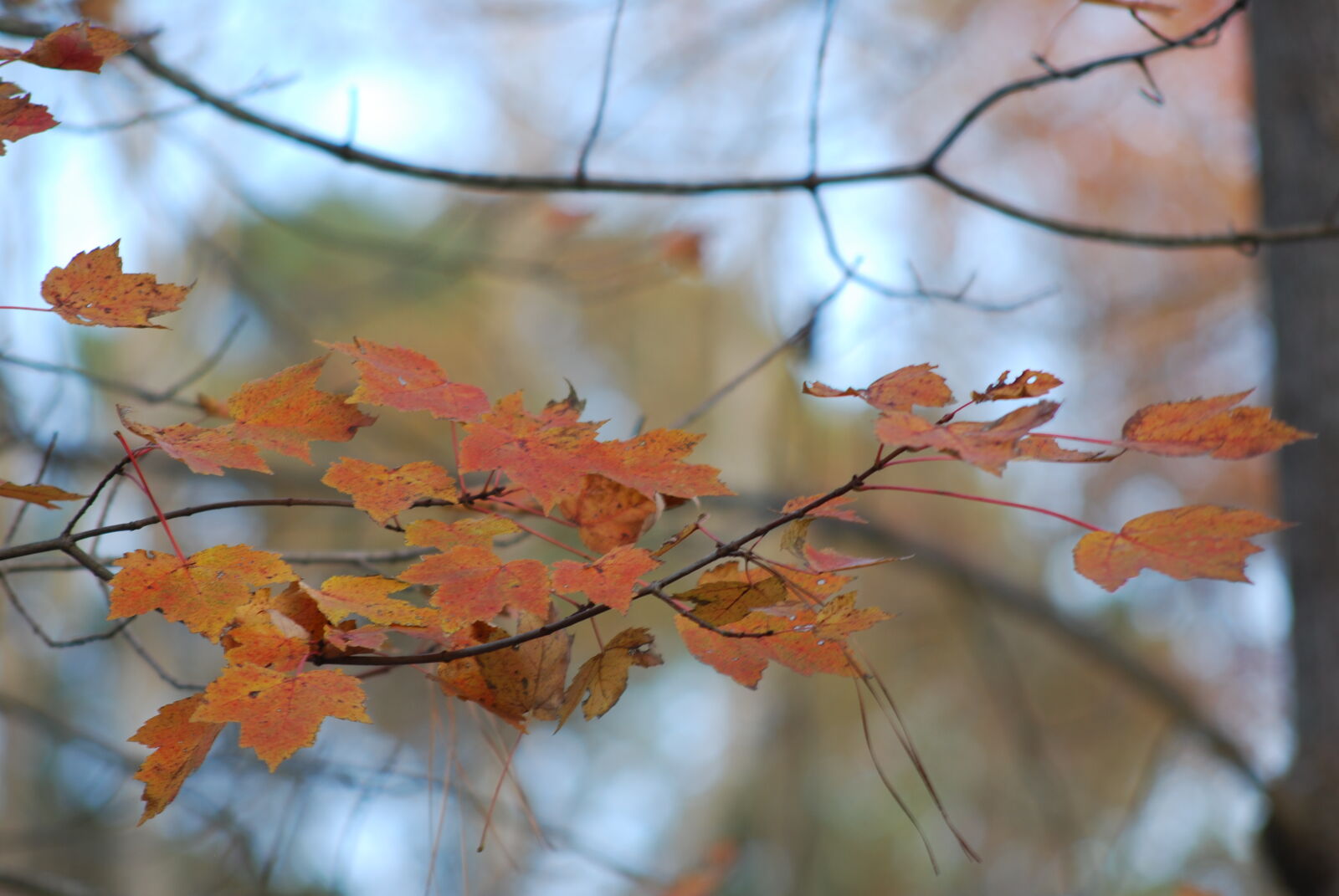 AF Nikkor 70-210mm f/4-5.6 sample photo. Autumn, leaves, fall, foliage photography