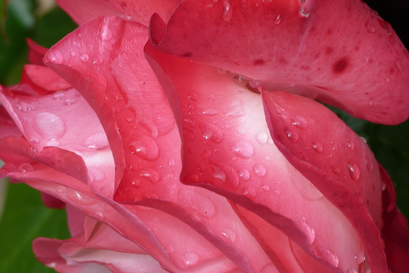 Panasonic Lumix DMC-FZ40 (Lumix DMC-FZ45) sample photo. Rose, raindrops, bloom photography