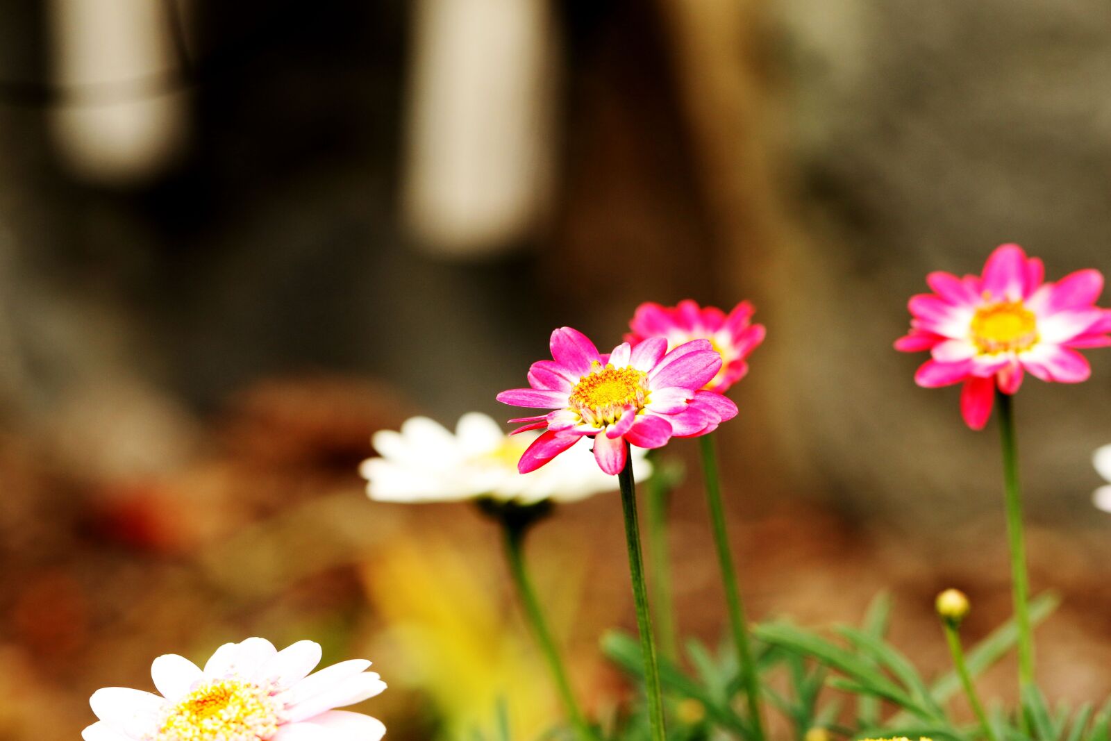Canon EOS 7D Mark II sample photo. Flowers, garden, summer photography