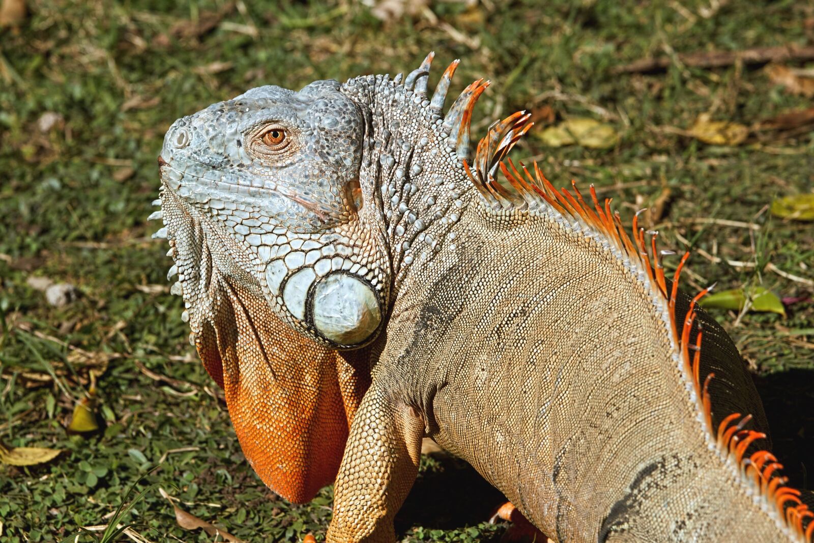 Canon EOS 550D (EOS Rebel T2i / EOS Kiss X4) sample photo. Lizard, iguana, nature, grass photography